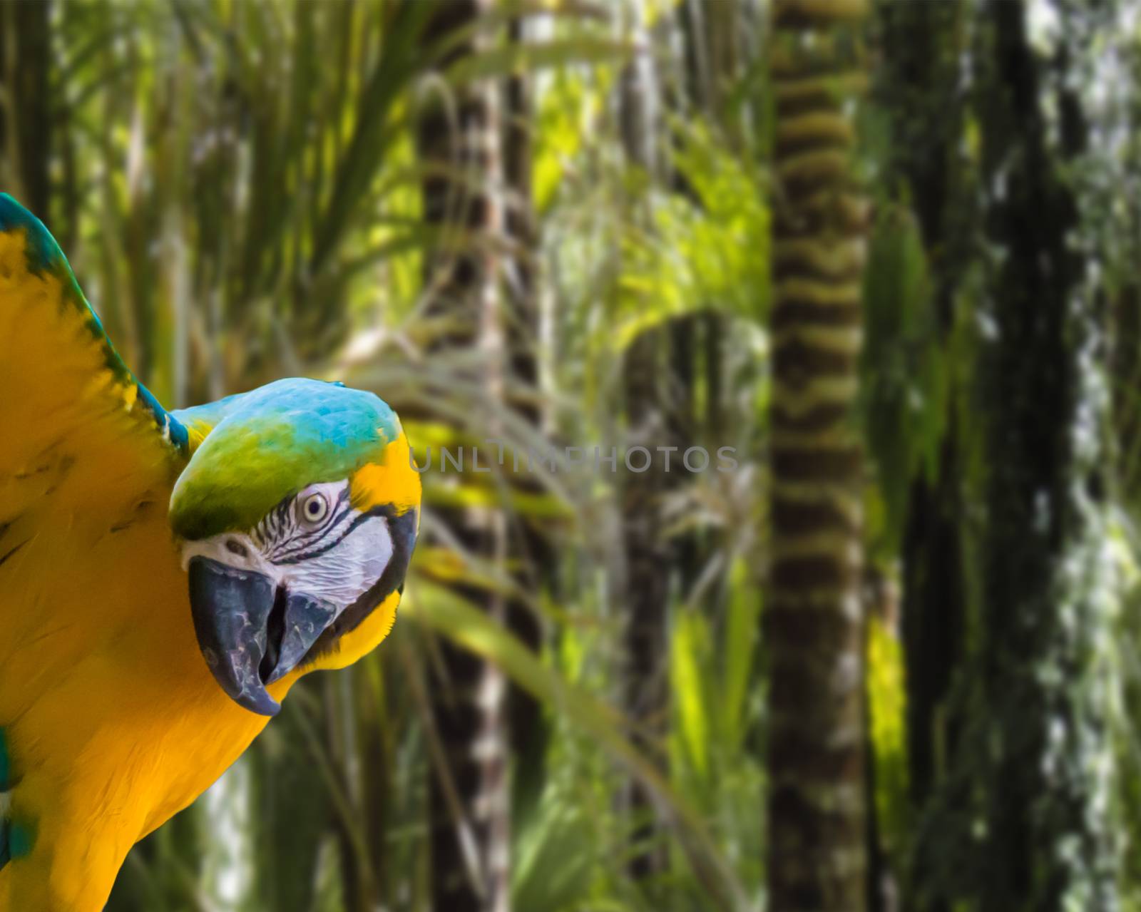 funny blue and yellow macaw parrot isolated on a tropical rainforest background by charlottebleijenberg