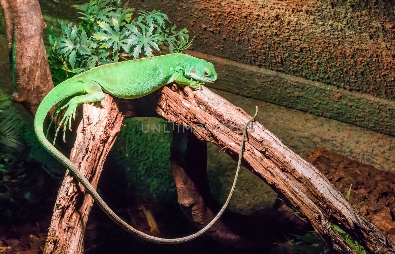 solid vivid green american iguana with a very long tail laying between two branches, a tropical reptile pet from america