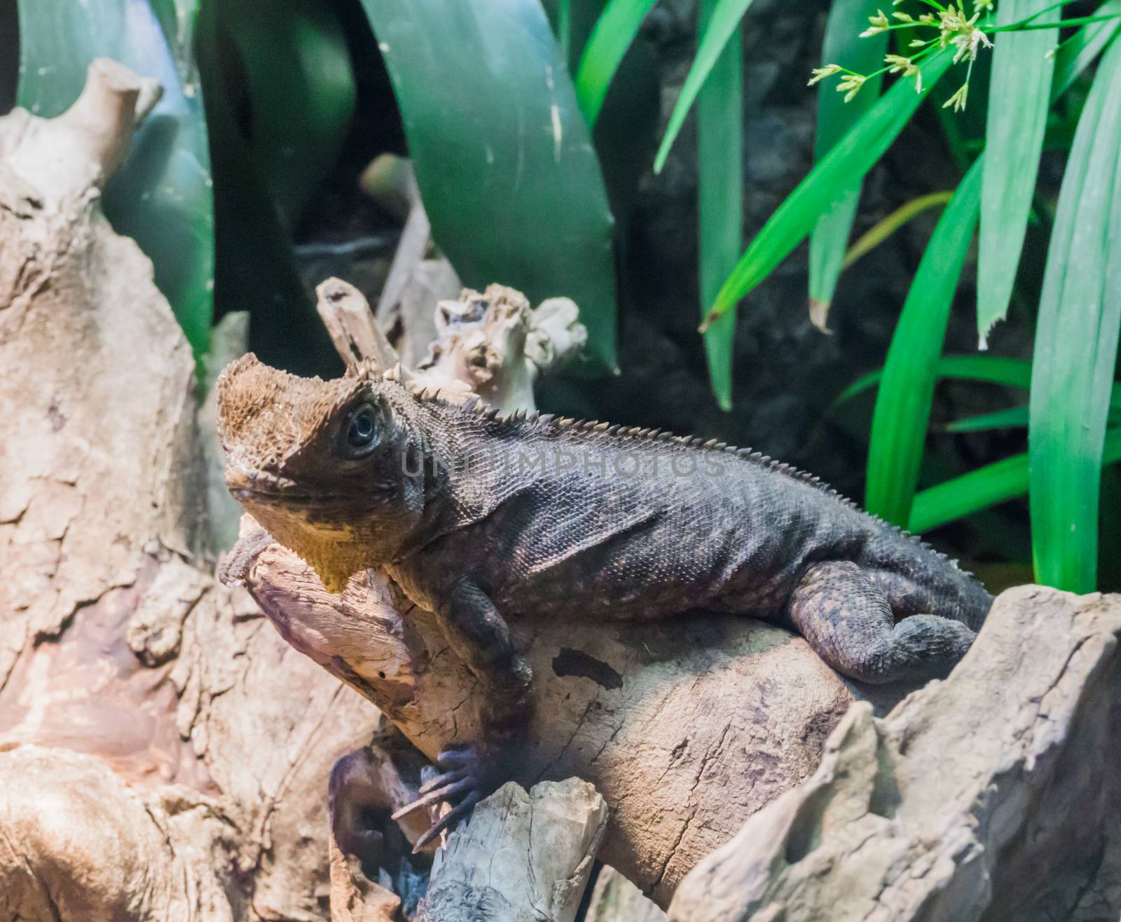 reptile animal portrait of a horned lizard sitting on a tree branch a tropical terrarium pet by charlottebleijenberg