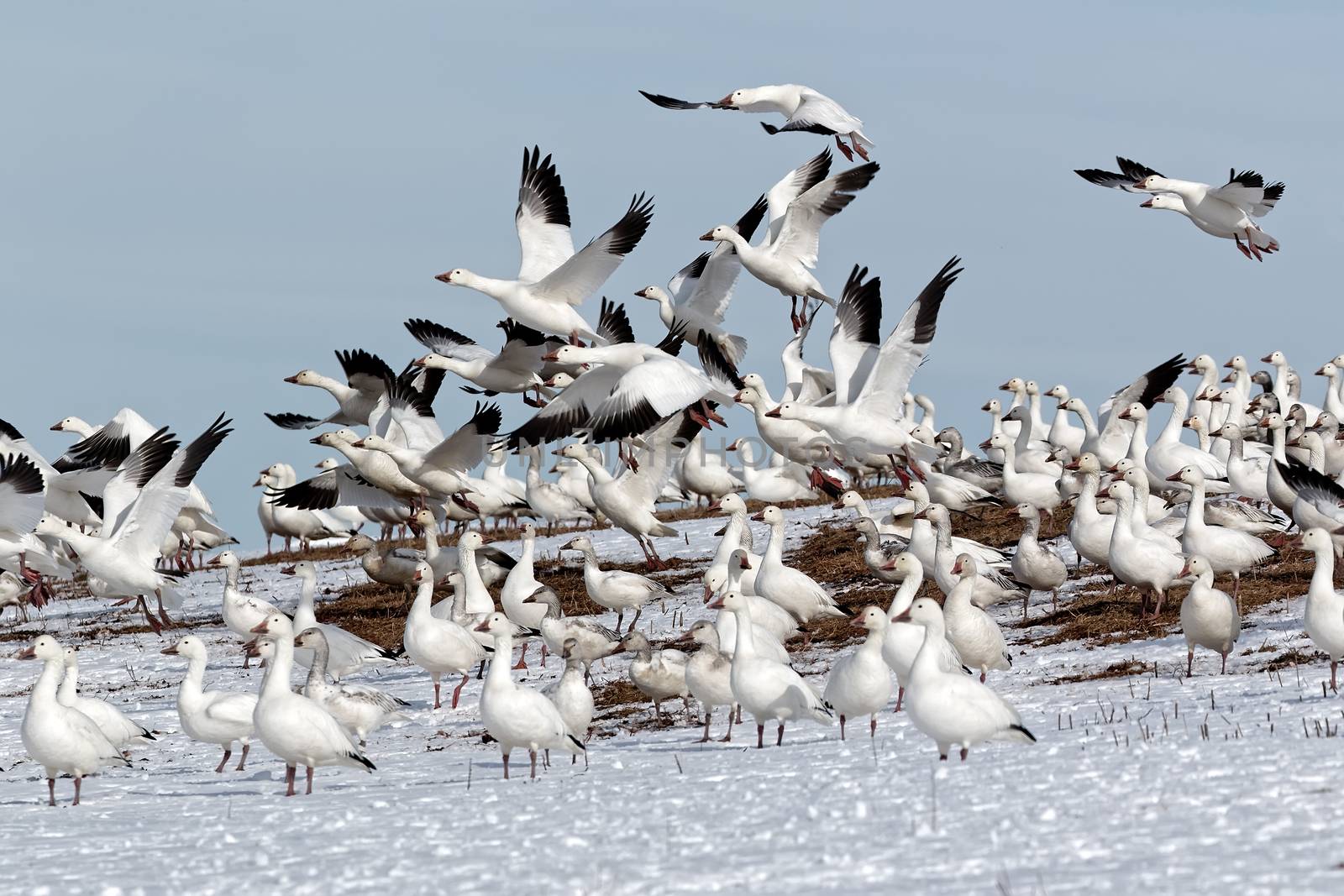 Snow Geese Flying From Snowy Hillside by DelmasLehman