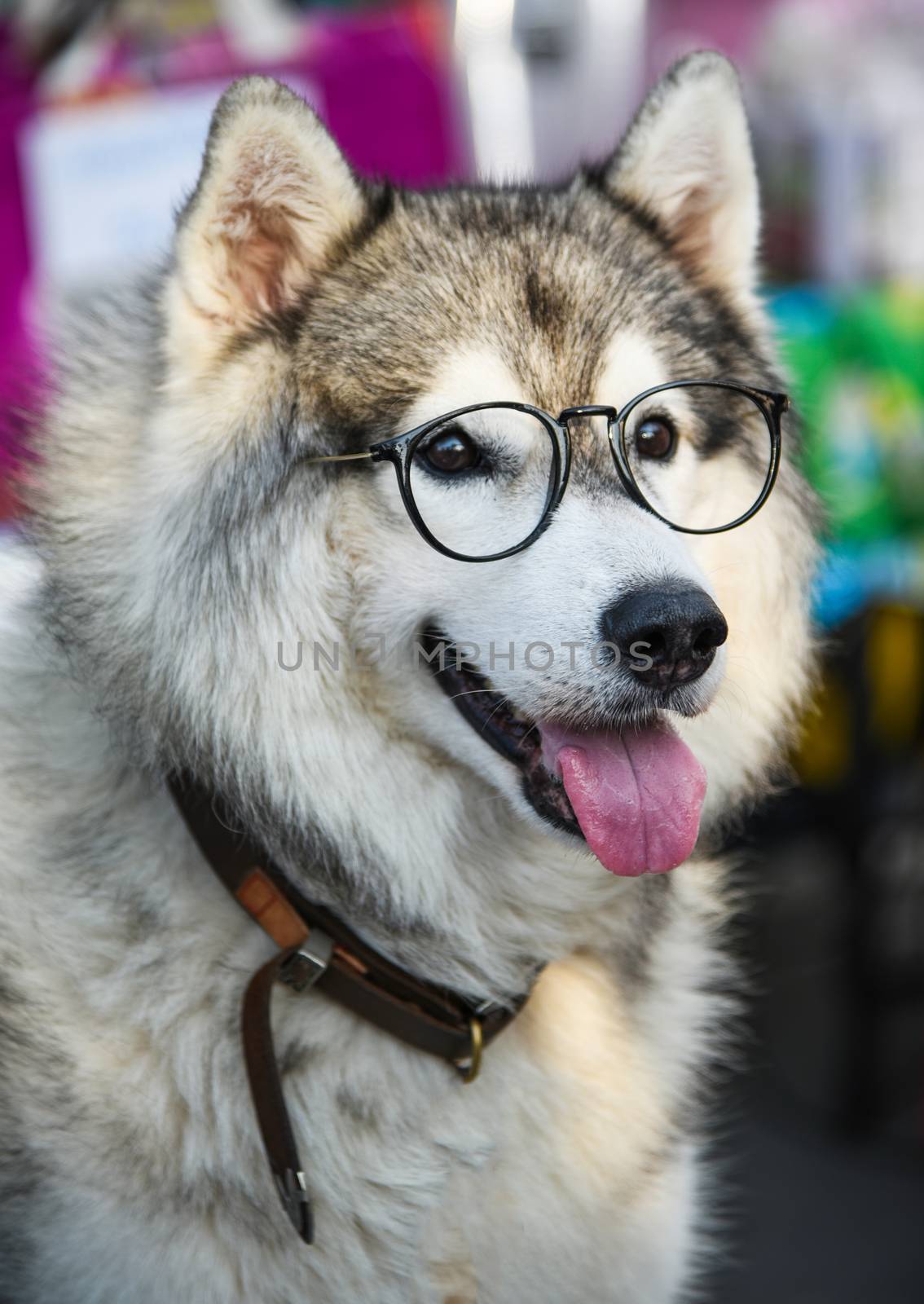 Siberian Husky wears glasses sitting on a white chair. by photobyphotoboy