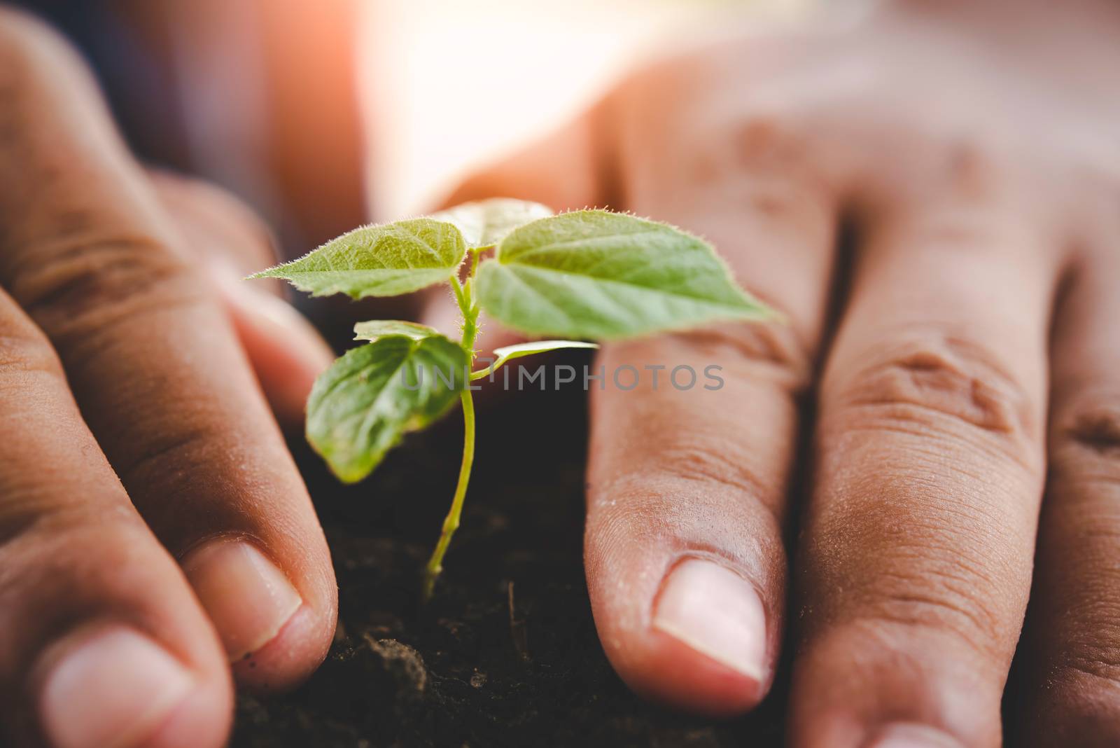 Two hands of was carrying of potting seedlings to be planted into the soil.- concept love world