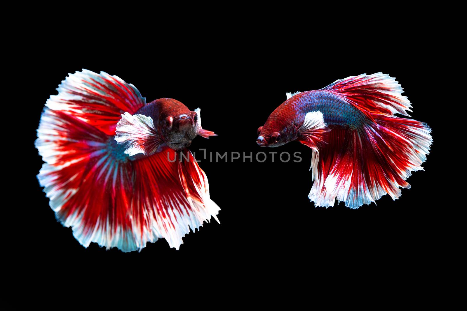 Fish from thailand is colorful on black background "hlaf moon"
