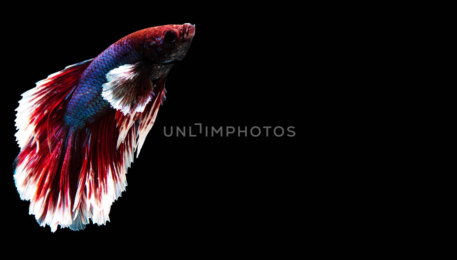 Fish from thailand is colorful on black background "hlaf moon"