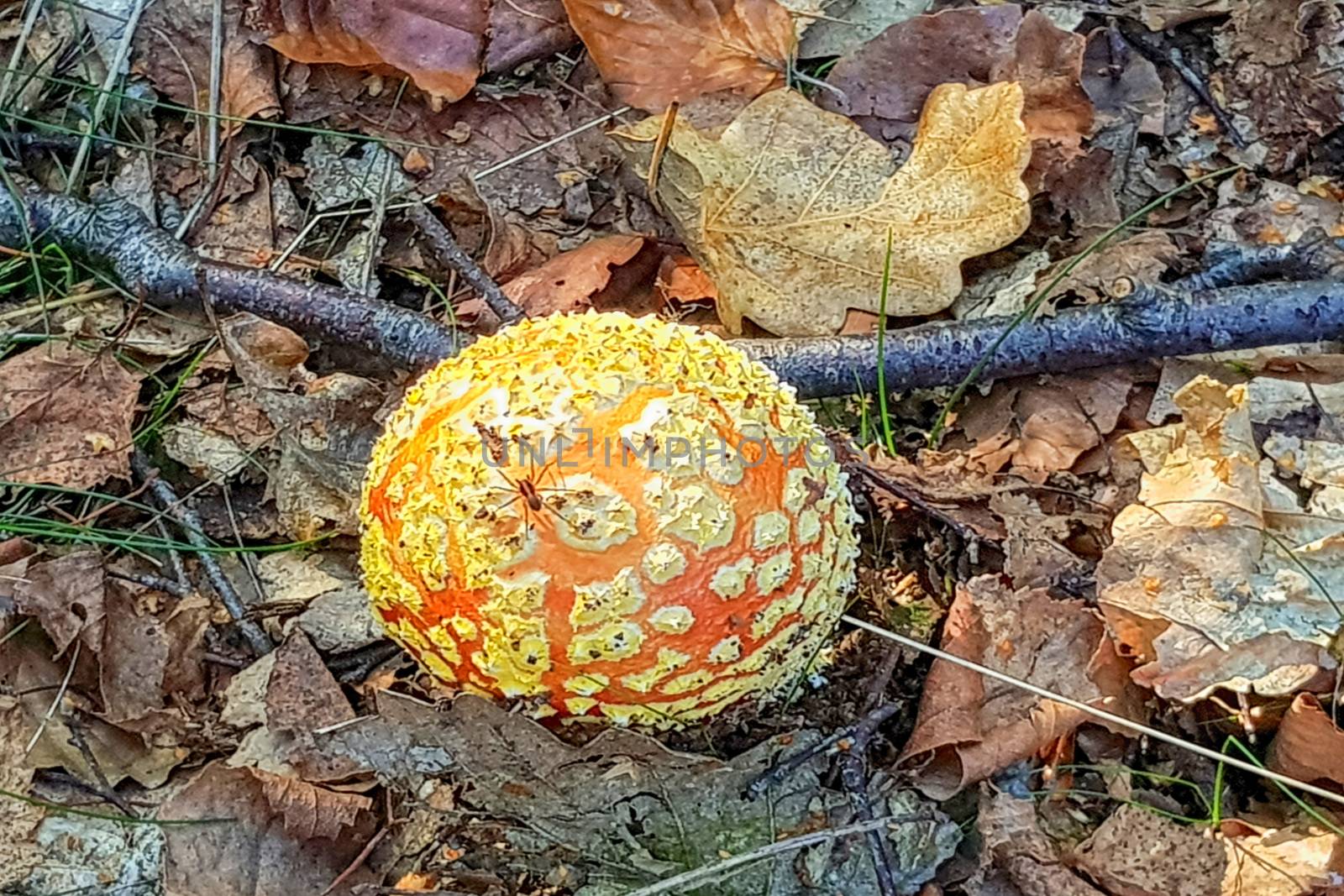 Amanita Muscaria. Red poisonous Fly Agaric mushroom in forest