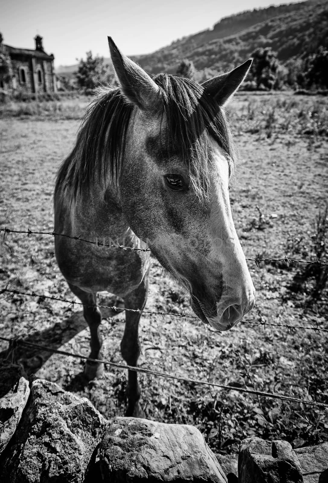 Spanish Horse on the farm by esebene