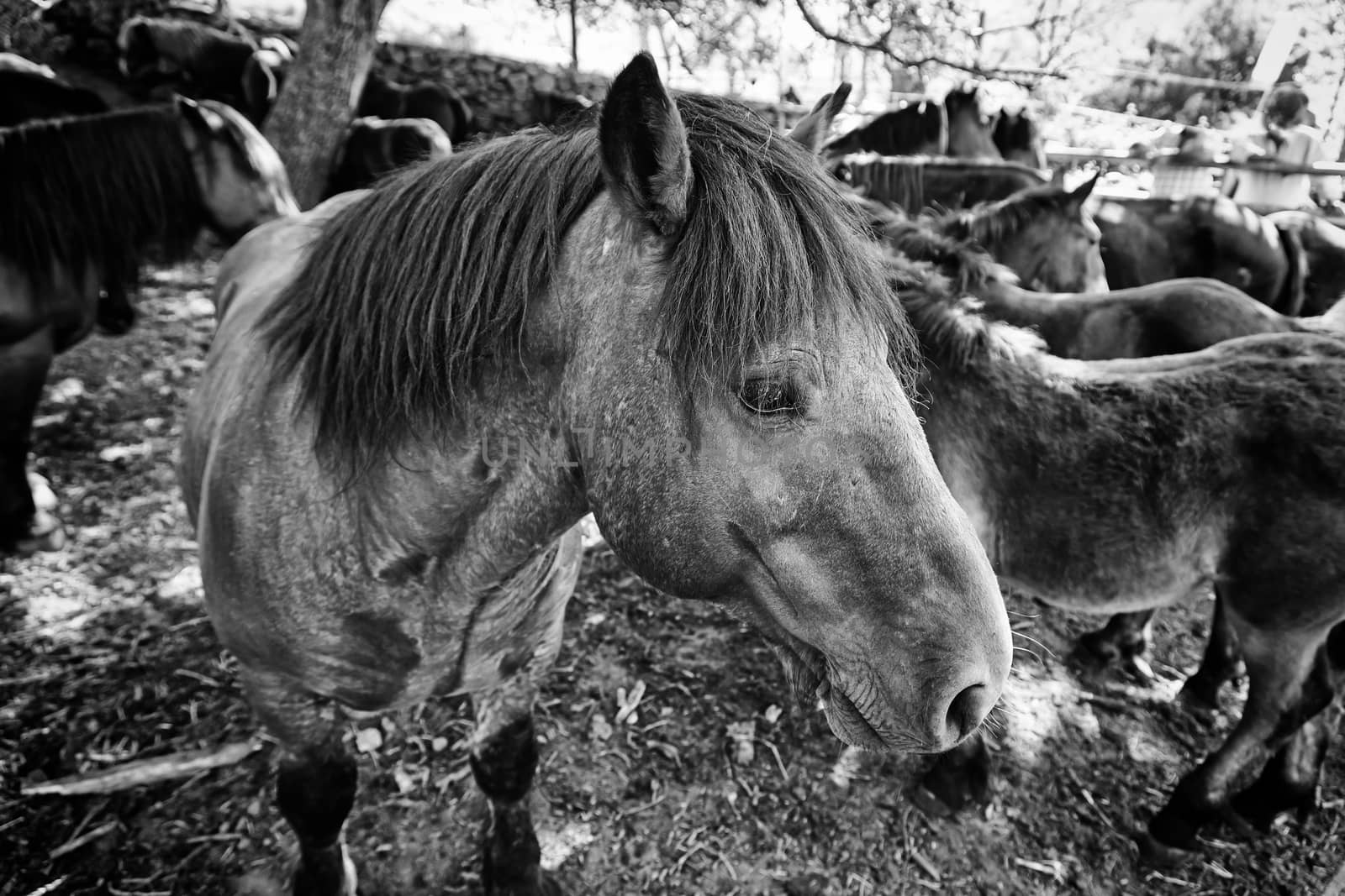 Spanish Horse by esebene