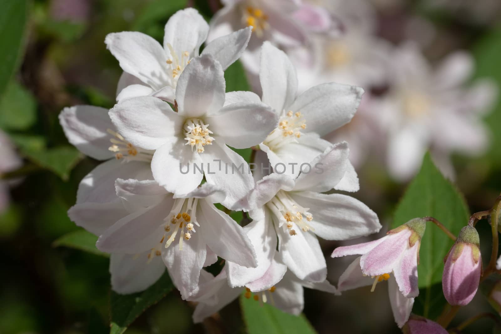 Fuzzy Deutzia (Deutzia scabra), close-up of the flower head