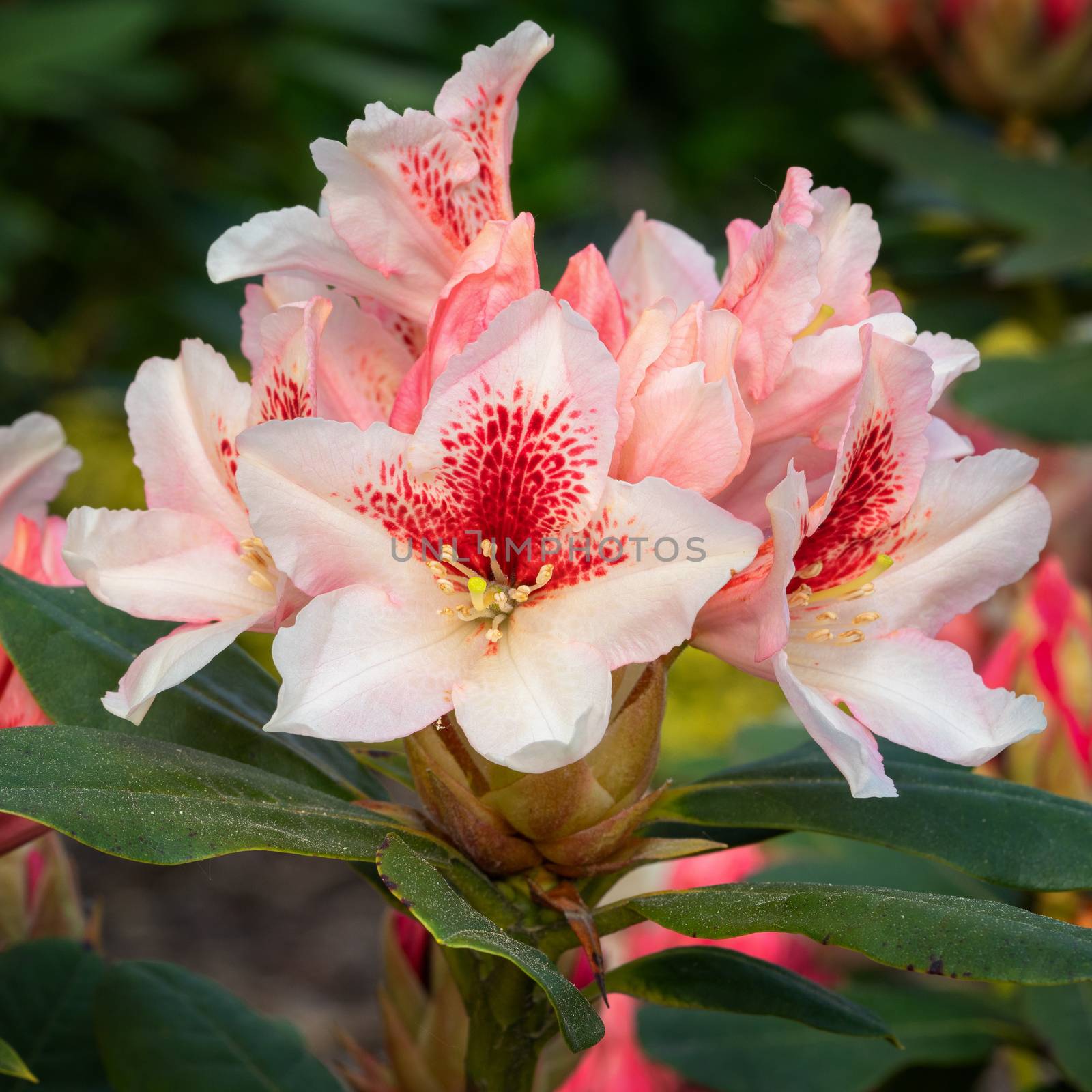 Rhododendron Hybrid Amber Kiss (Rhododendron hybride)