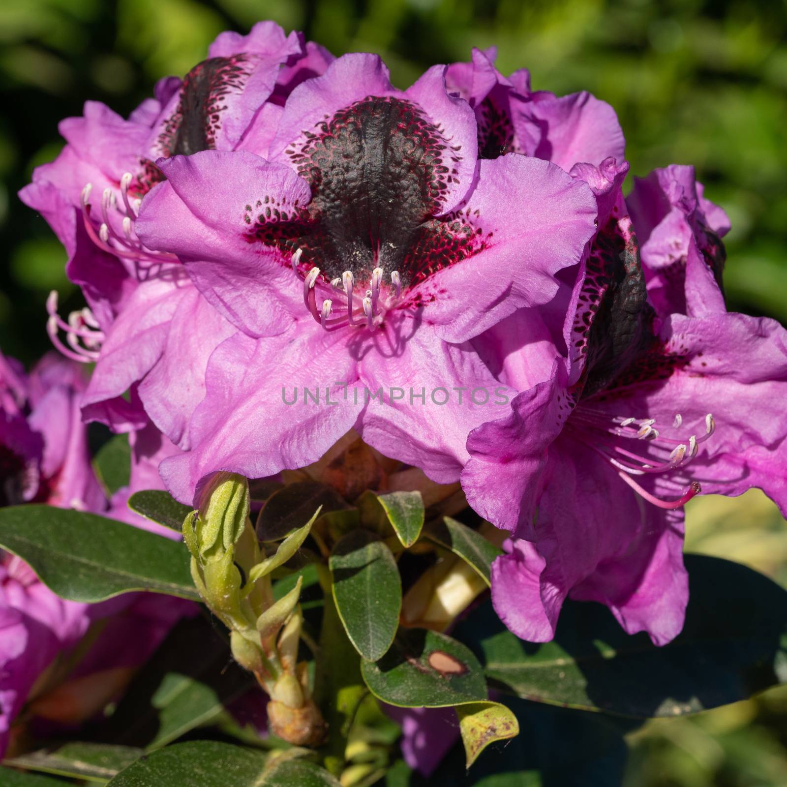 Rhododendron Hybrid Kangaroo (Rhododendron hybrid), close up of the flower head in sunshine