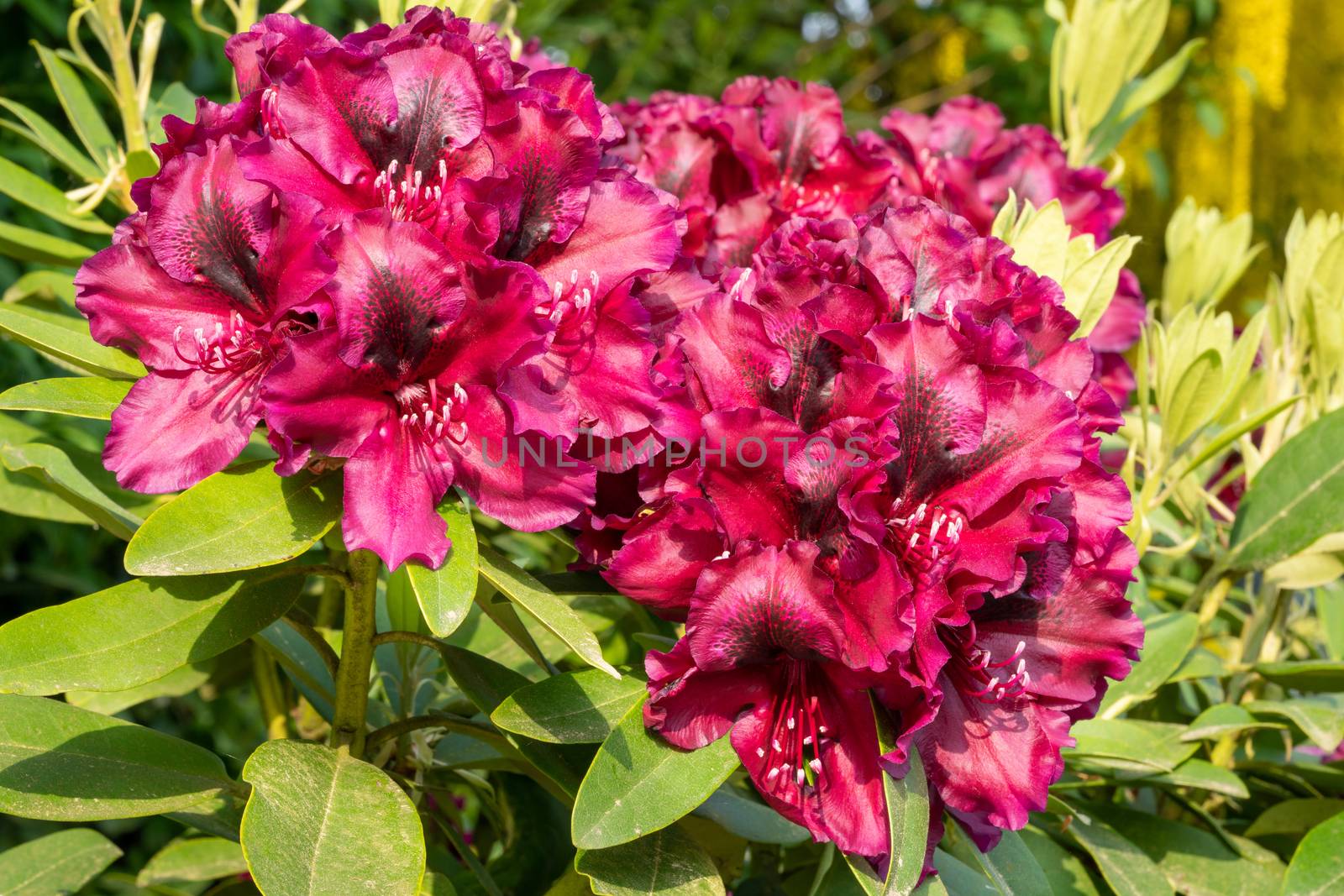 Rhododendron Hybrid Midnight Beauty, Rhododendron hybride by alfotokunst