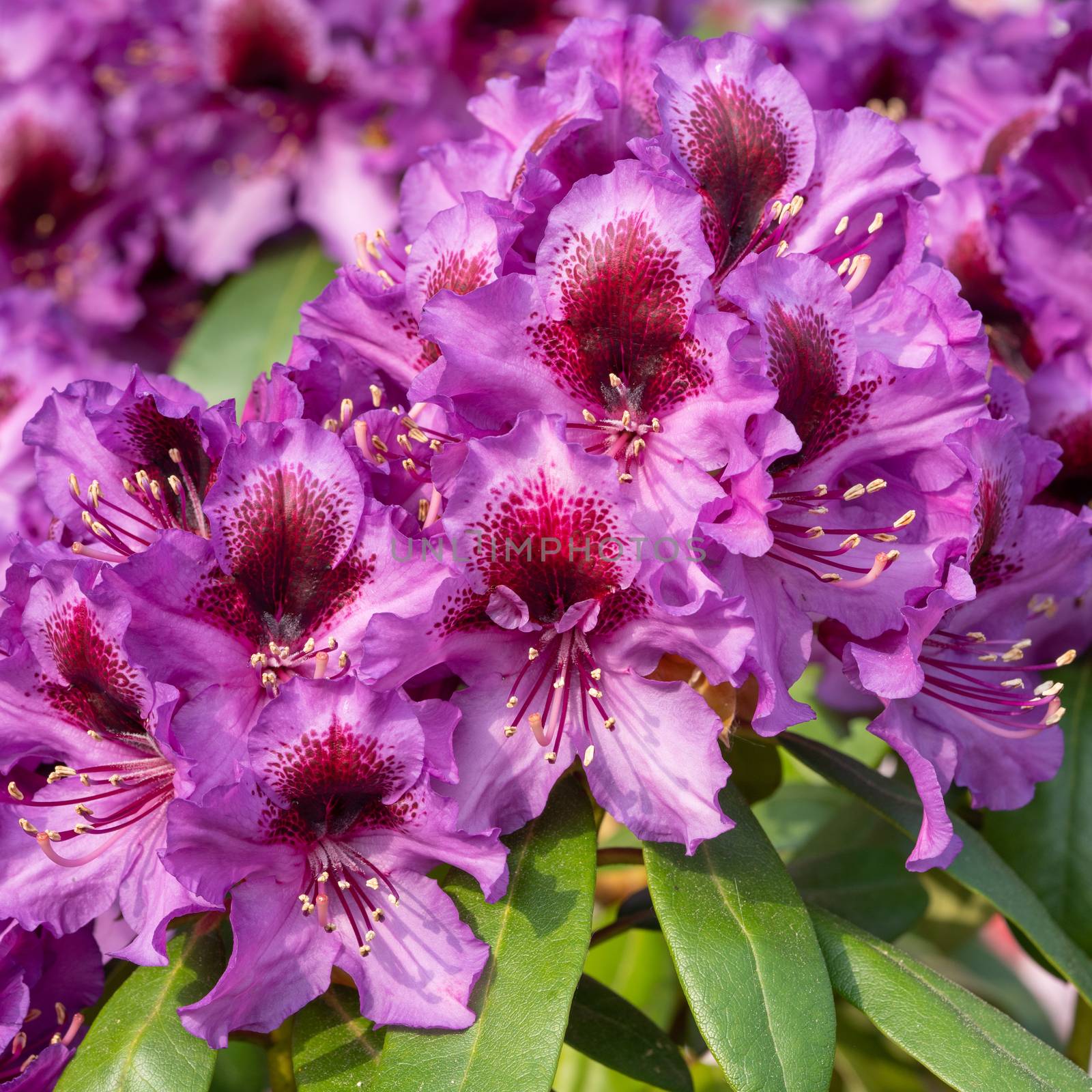 Rhododendron Hybrid Orakel, Rhododendron hybride by alfotokunst