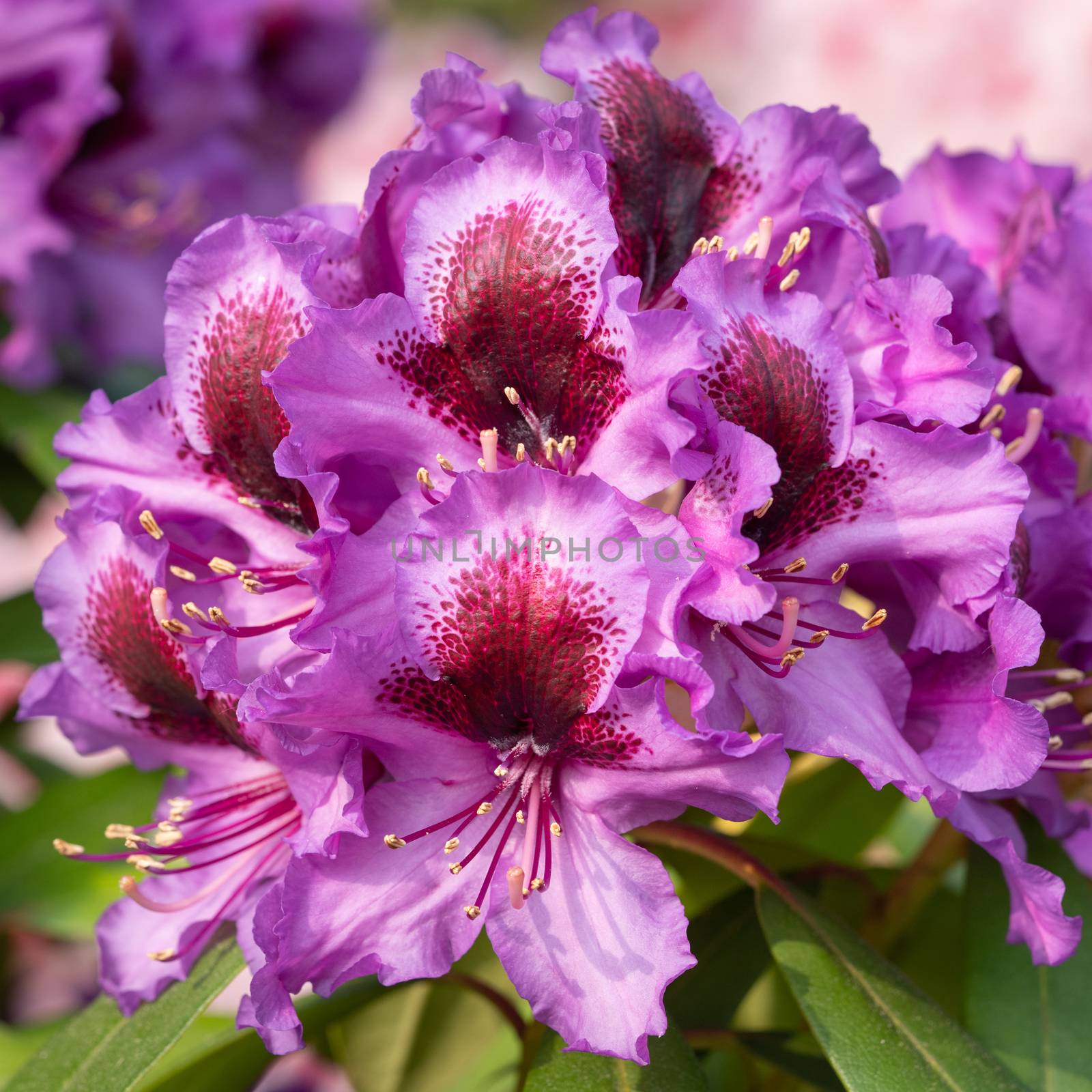 Rhododendron Hybrid Orakel (Rhododendron hybride)