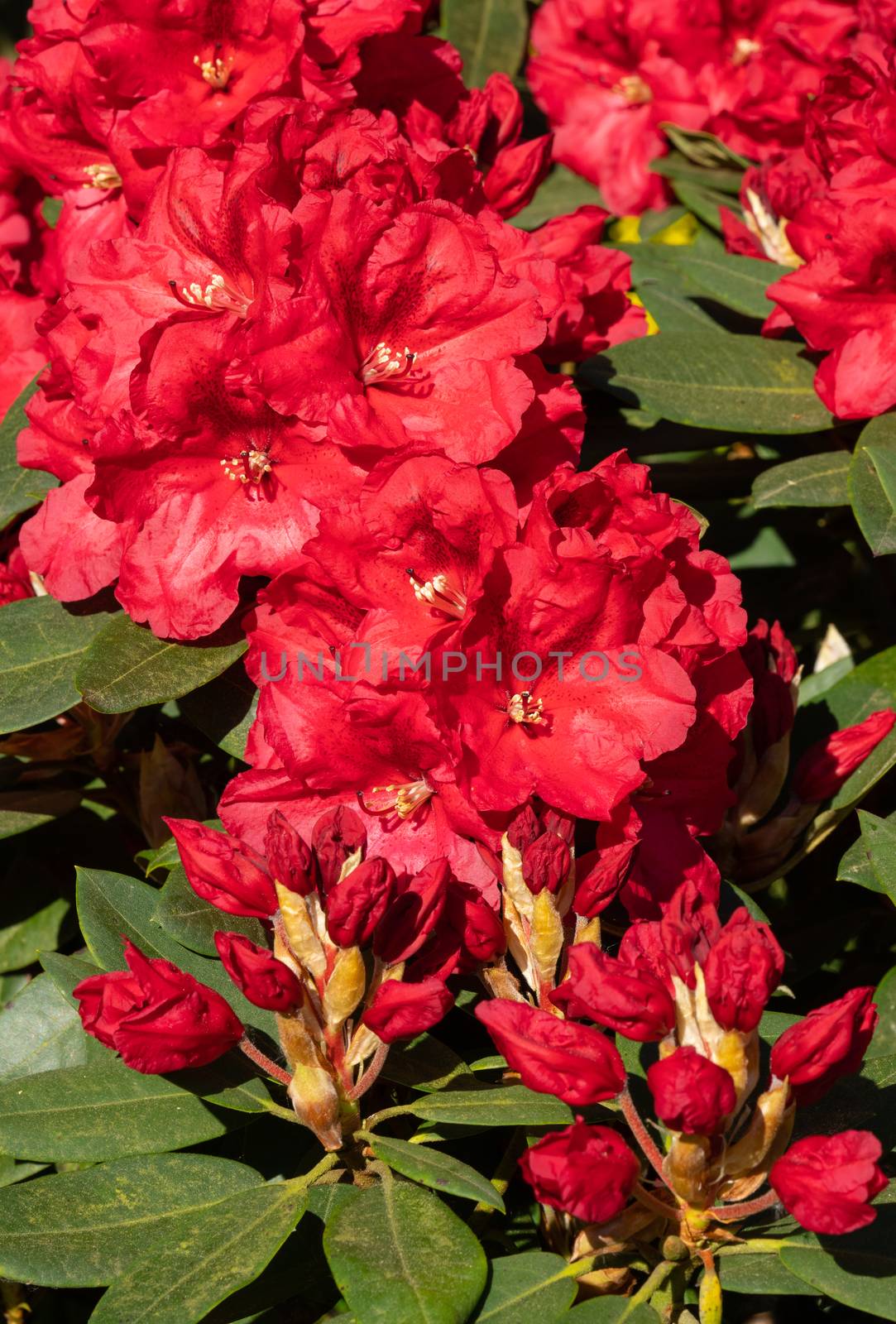 Rhododendron Hybrid Rabatz by alfotokunst