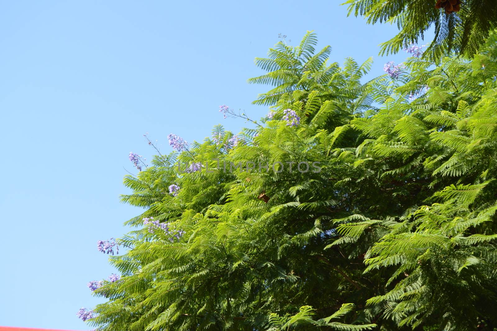 Close-up of Jacaranda fern tree branches with purple flowers on blue sky background, Jacaranda Mimosifolia.