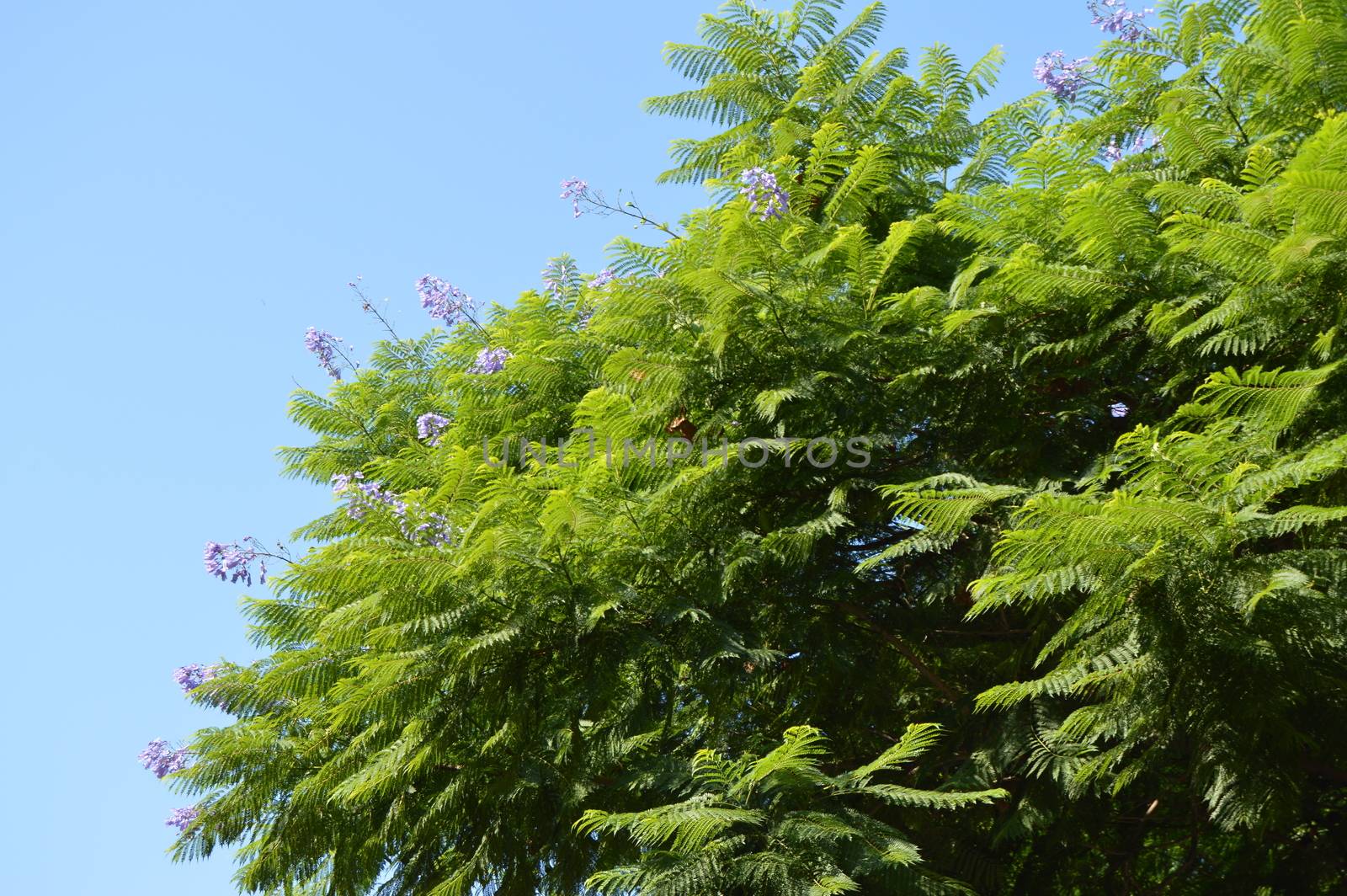 Close-up of Jacaranda fern tree branches with purple flowers on blue sky background, Jacaranda Mimosifolia.