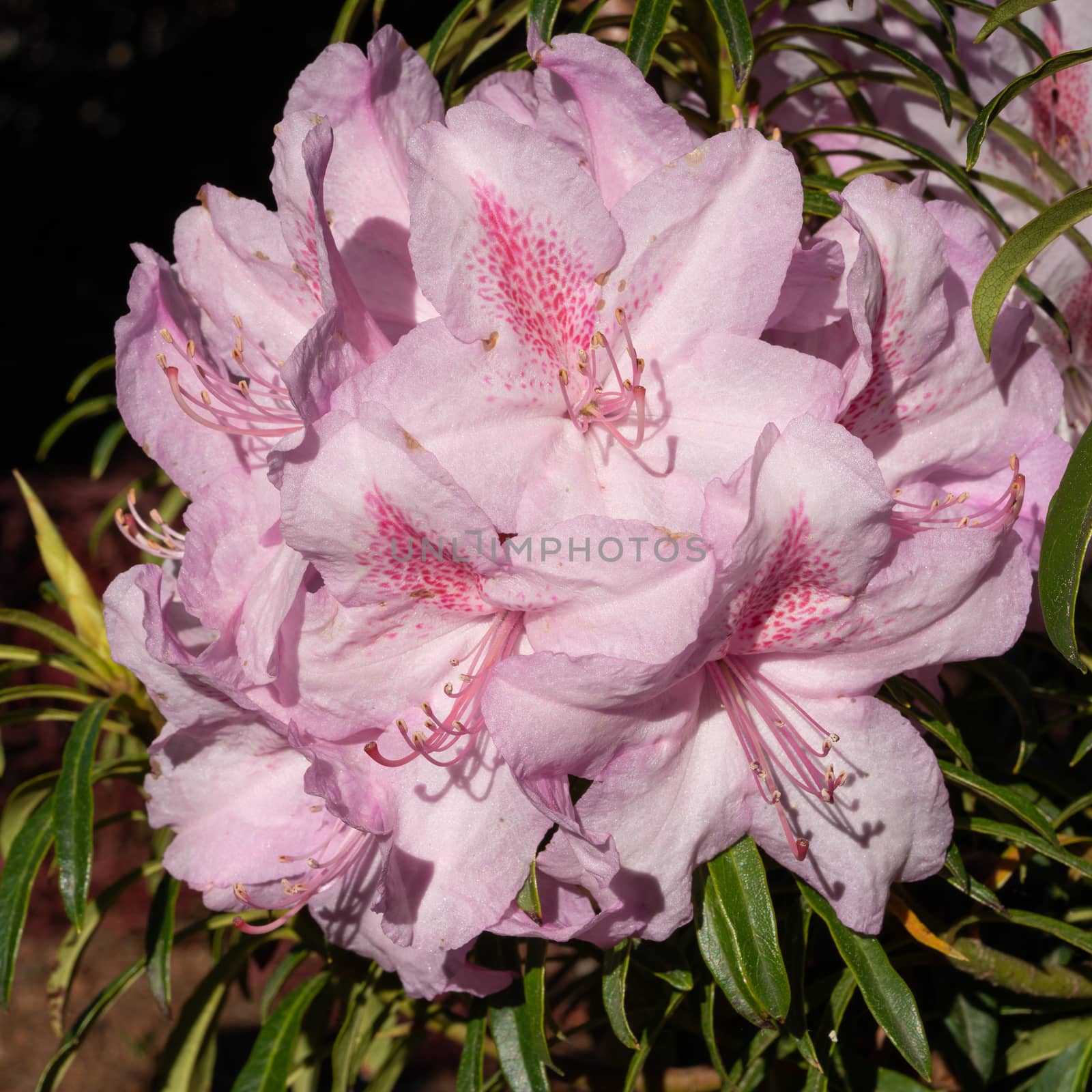 Rhododendron Ponticum Filigran (Rhododendron Ponticum)