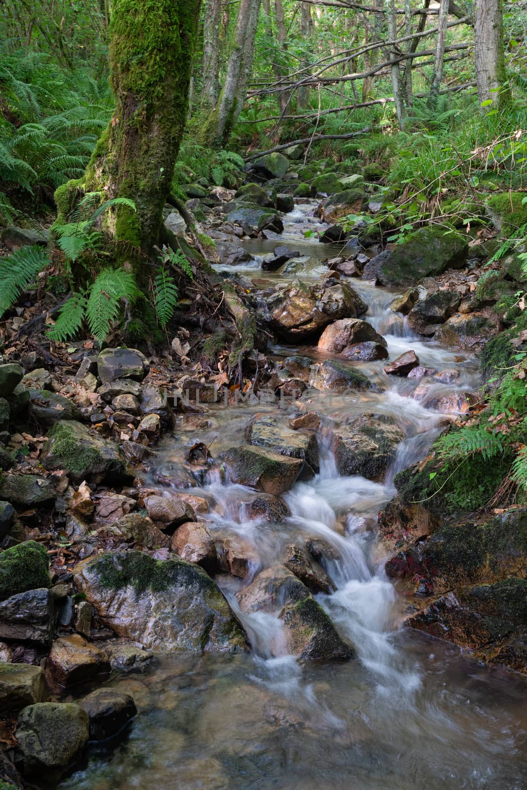 Small creek in the forest, idyllic landscape along the Camino de Santiago trail, Asturias, Spain