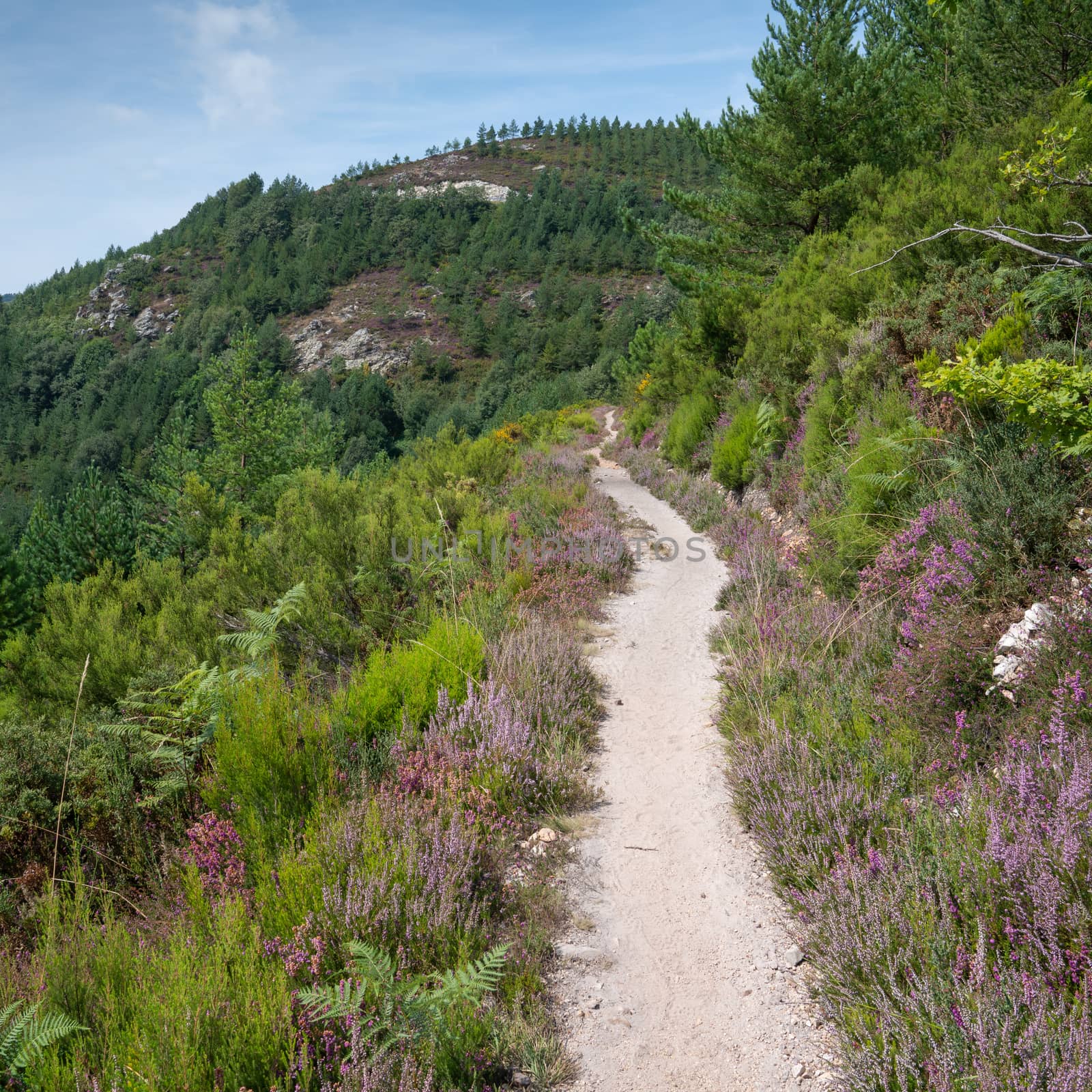 Camino de Santiago trail between Pola de Allande and Grandas de Salime, Asturias, Spain