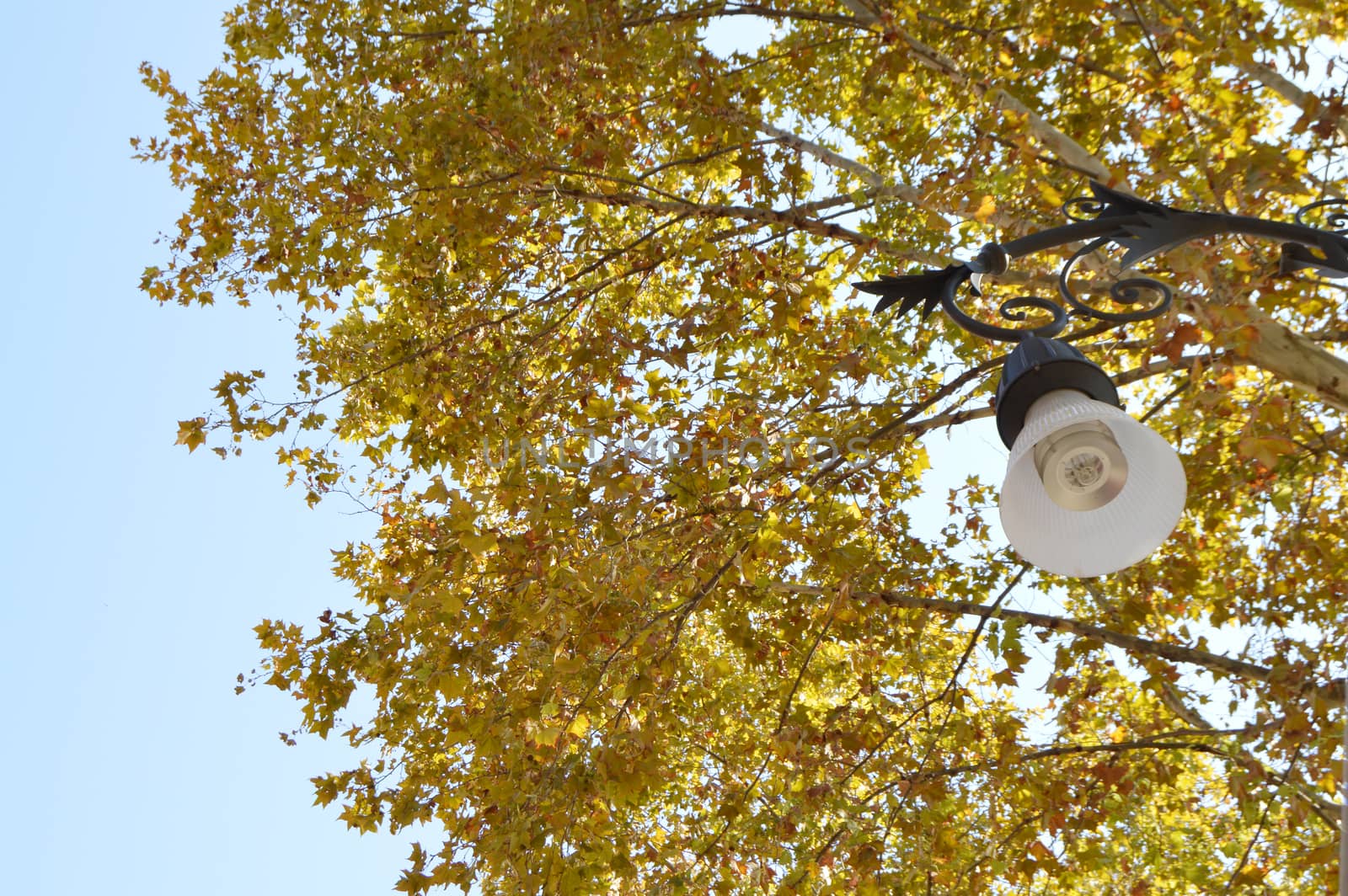 Vintage lantern on the background of yellow foliage and blue sky, autumn landscape in the garden.