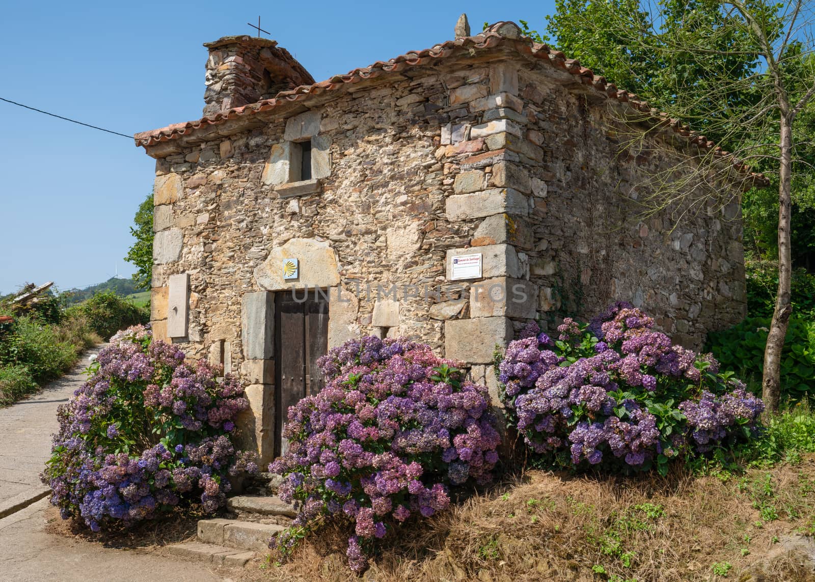 Small chapel of La Pereda with blooming hydrangeas, Camino de Santiago, Asturias Spain 
