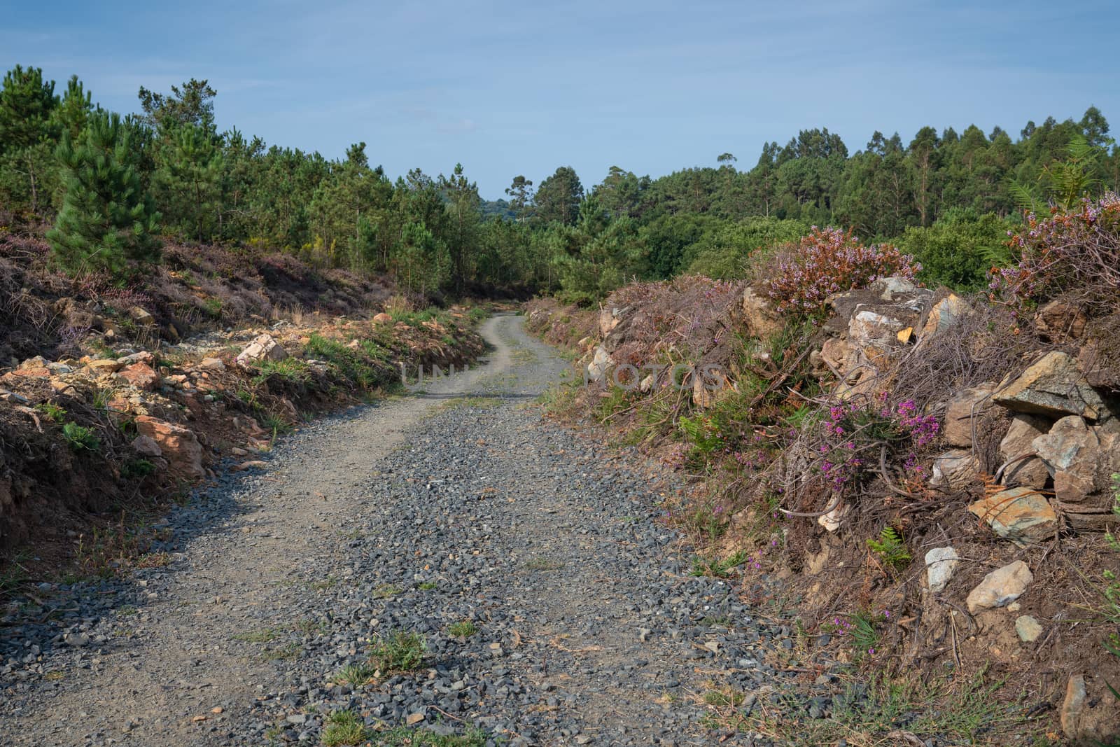 Panoramic landscape along the Camino de Santiago trail between Lugo and Melide, Galicia, Spain
