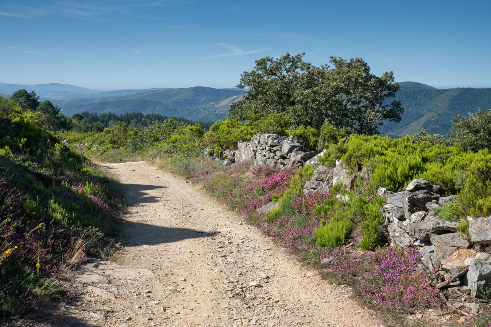 Panoramic landscape along the Camino de Santiago trail between Fonsagrada and O Cadavo, Galicia, Spain