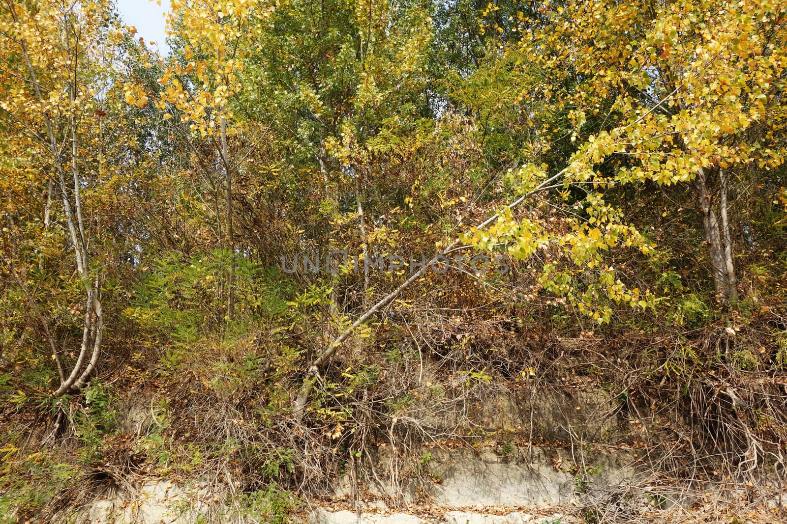 Autumn on the Danube River in Romania
Natural areas on the Danube River and the Danube Islands.
Specific forests of willow and poplar in October 2018
Come and see this wonderful autumn