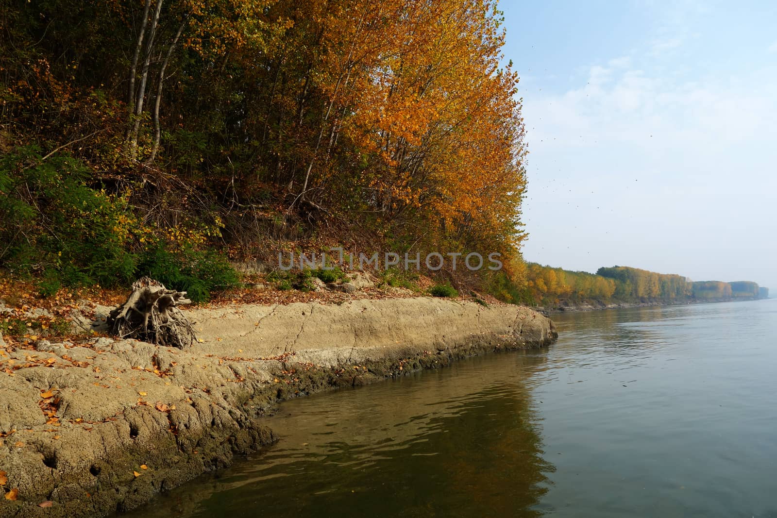 Autumn on the Danube River in Romania
Natural areas on the Danube River and the Danube Islands.
Specific forests of willow and poplar in October 2018
Come and see this wonderful autumn