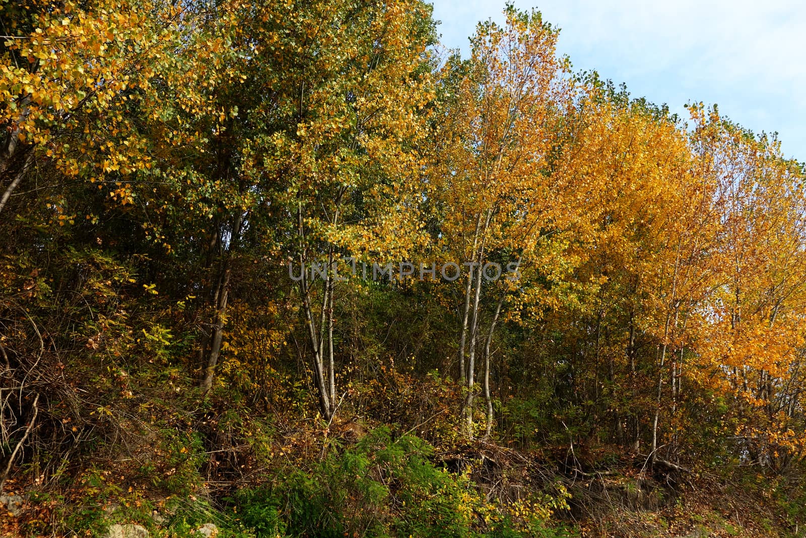 Autumn on the Danube River in Romania
Natural areas on the Danube River and the Danube Islands.
Specific forests of willow and poplar in October 2018
Come and see this wonderful autumn