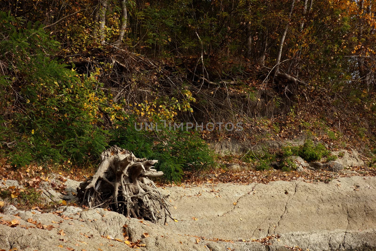 Autumn on the Danube River in Romania
Natural areas on the Danube River and the Danube Islands.
Specific forests of willow and poplar in October 2018
Come and see this wonderful autumn