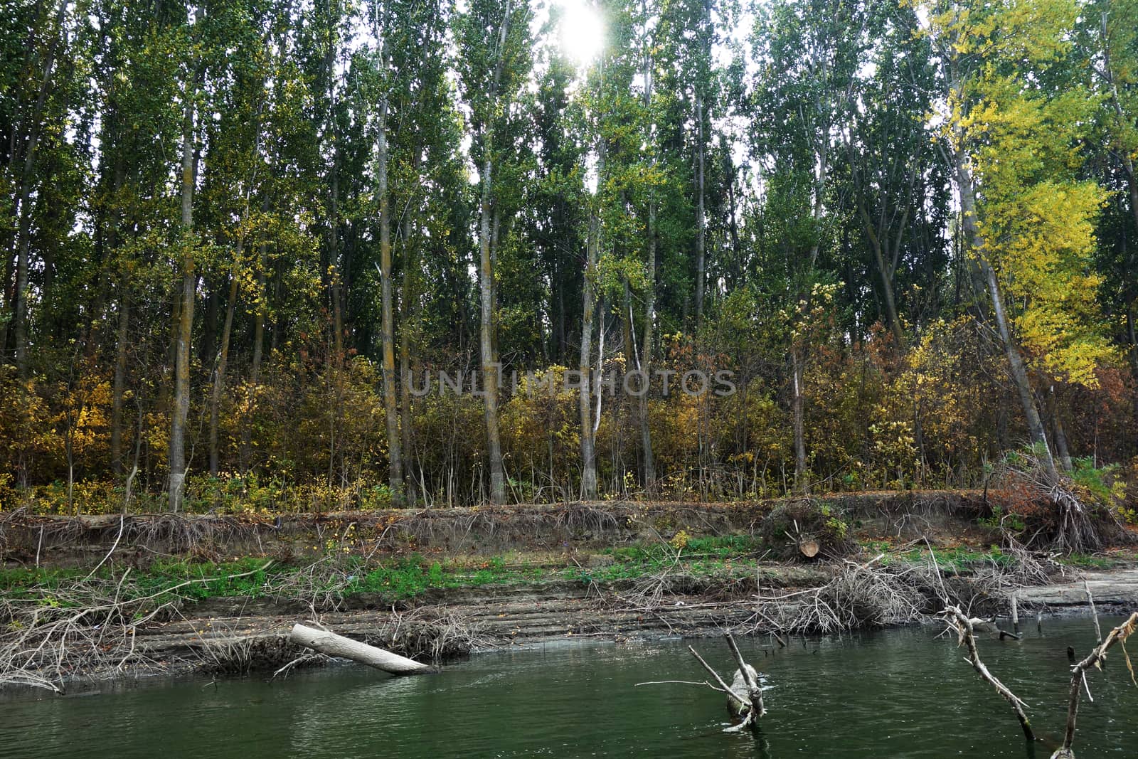 Autumn on the Danube River in Romania
Natural areas on the Danube River and the Danube Islands.
Specific forests of willow and poplar in October 2018
Come and see this wonderful autumn