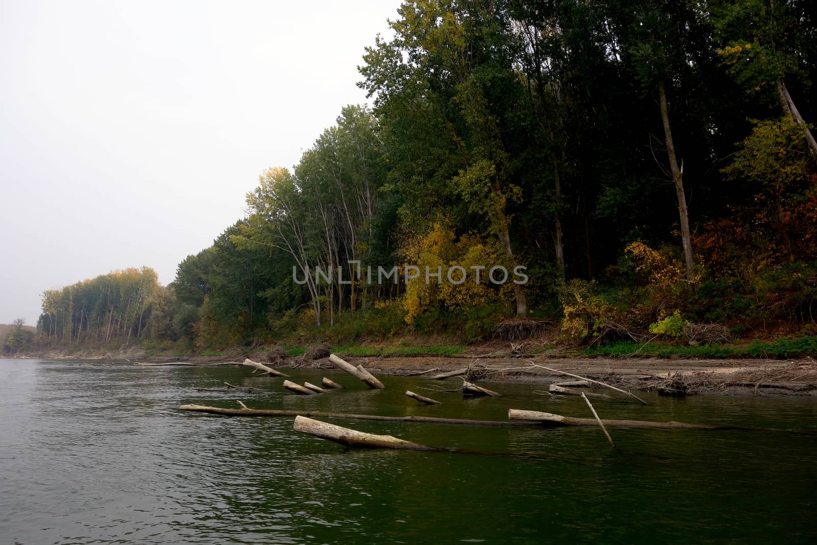 Autumn on the Danube River in Romania
Natural areas on the Danube River and the Danube Islands.
Specific forests of willow and poplar in October 2018
Come and see this wonderful autumn