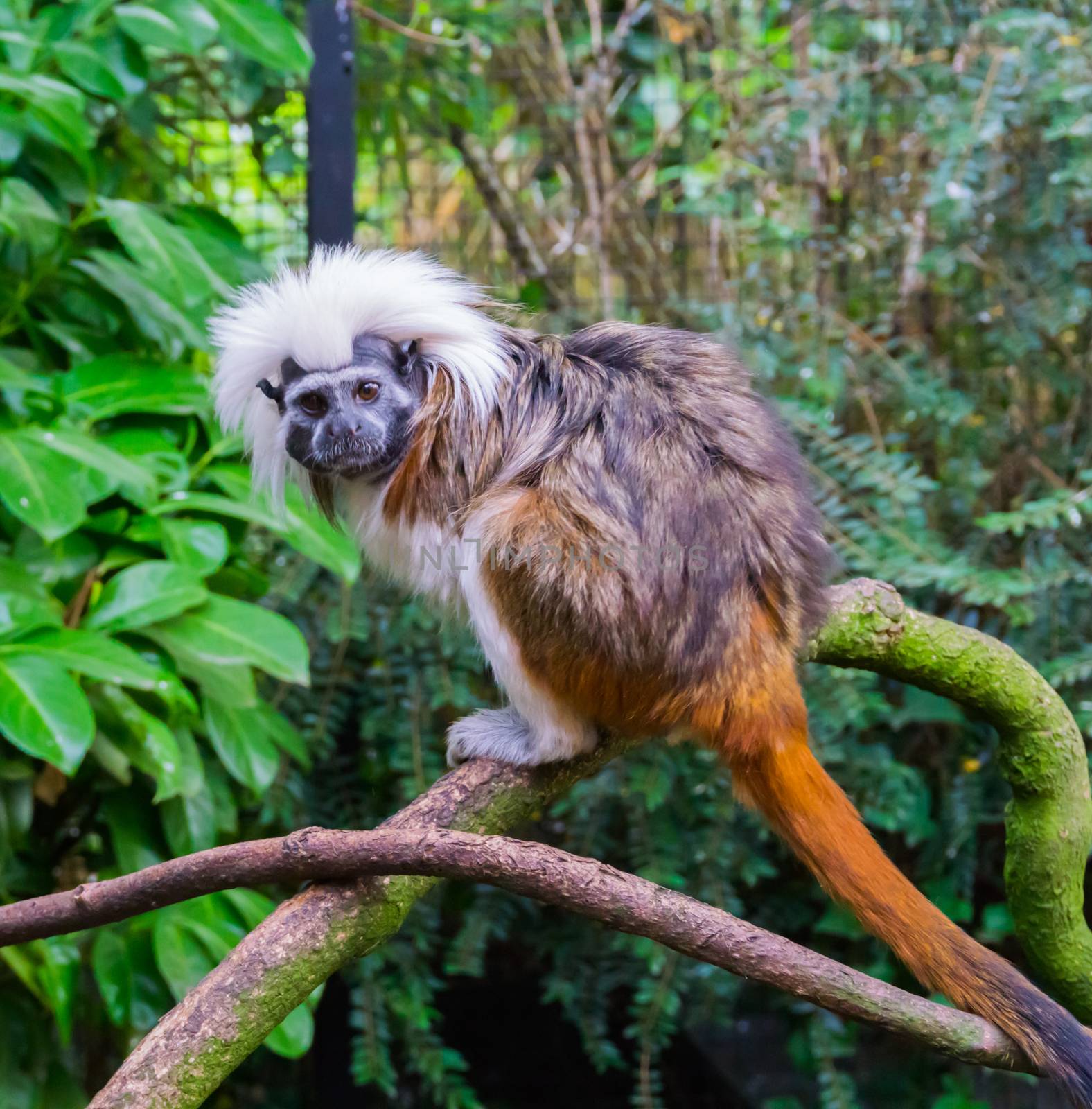 Cotton top tamarin monkey a rare and critically endangered tropical animal species from colombia