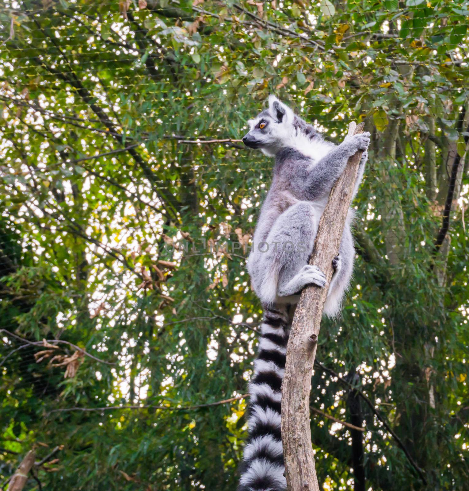 funny and cute ring tailed lemur monkey climbing in a tree branch and hanging on the top looking around