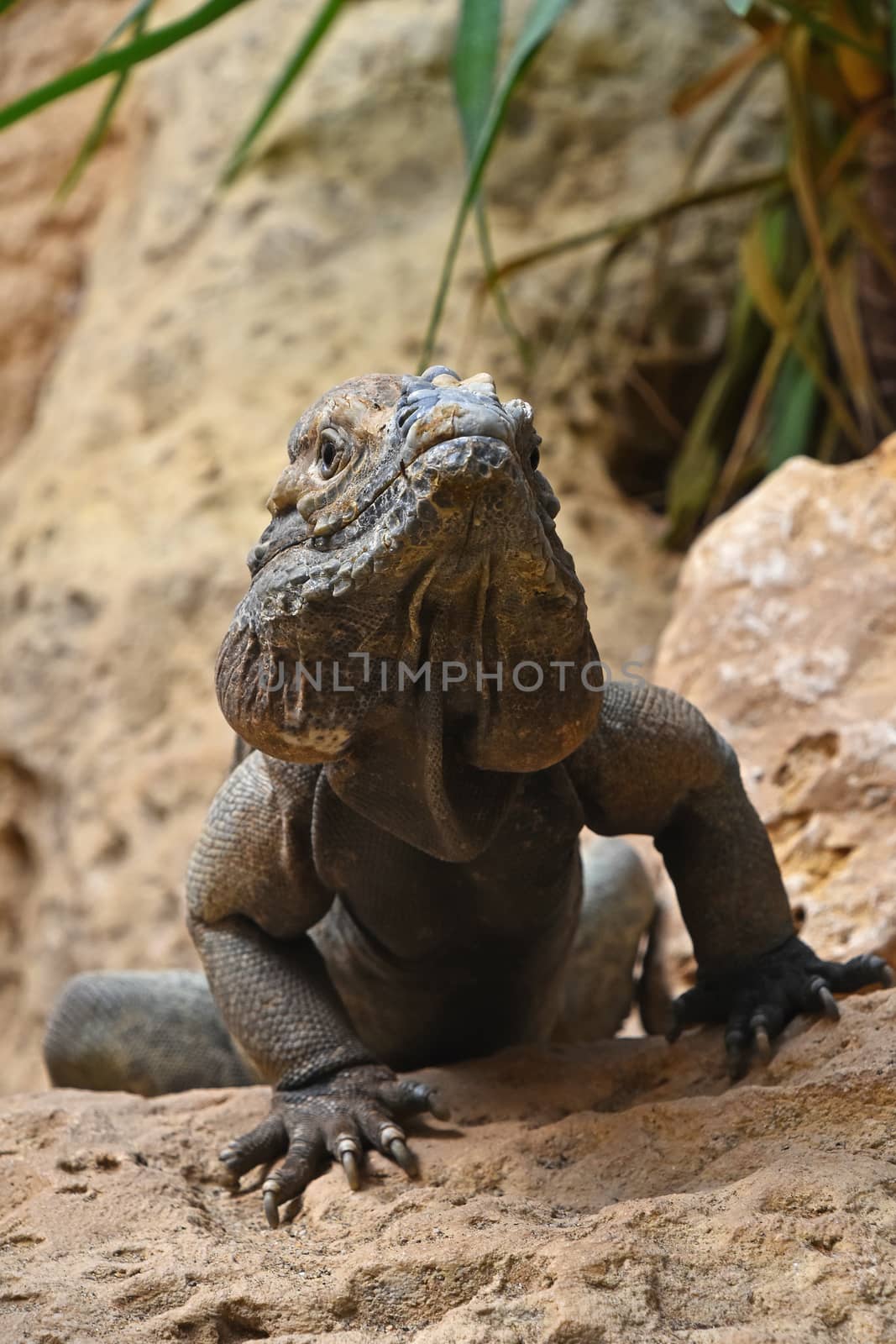 Close up front portrait of male rhinoceros iguana (Cyclura cornuta) resting on rocks and looking at camera, low angle view