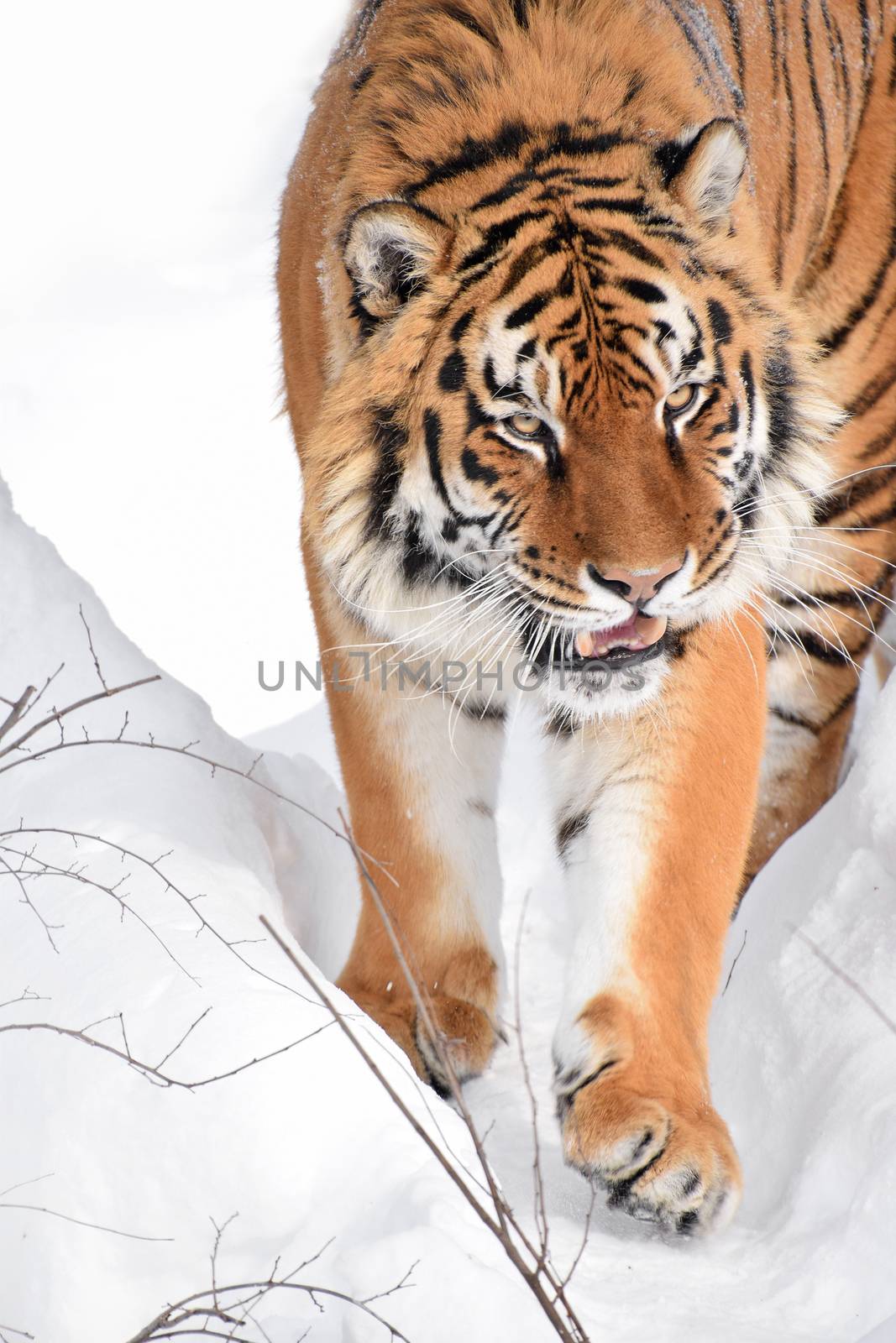 Close up portrait of Siberian tiger in winter snow by BreakingTheWalls