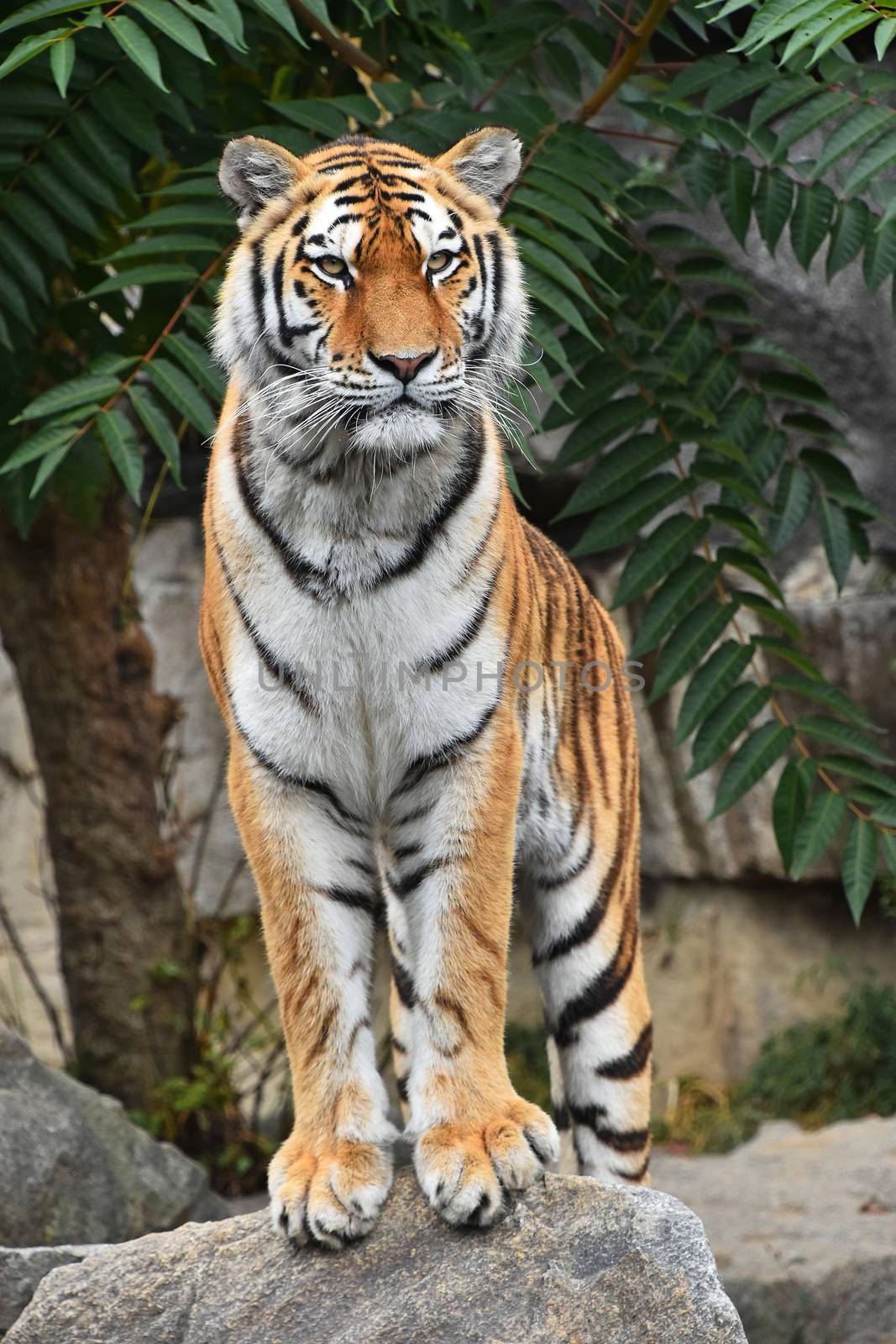 Close up full length front portrait of one young Siberian tiger (Amur tiger, Panthera tigris altaica) standing on the rock and looking at camera, low angle view