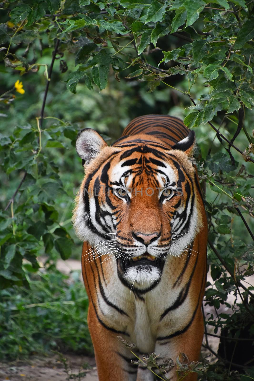 Close up front portrait of Indochinese tiger by BreakingTheWalls