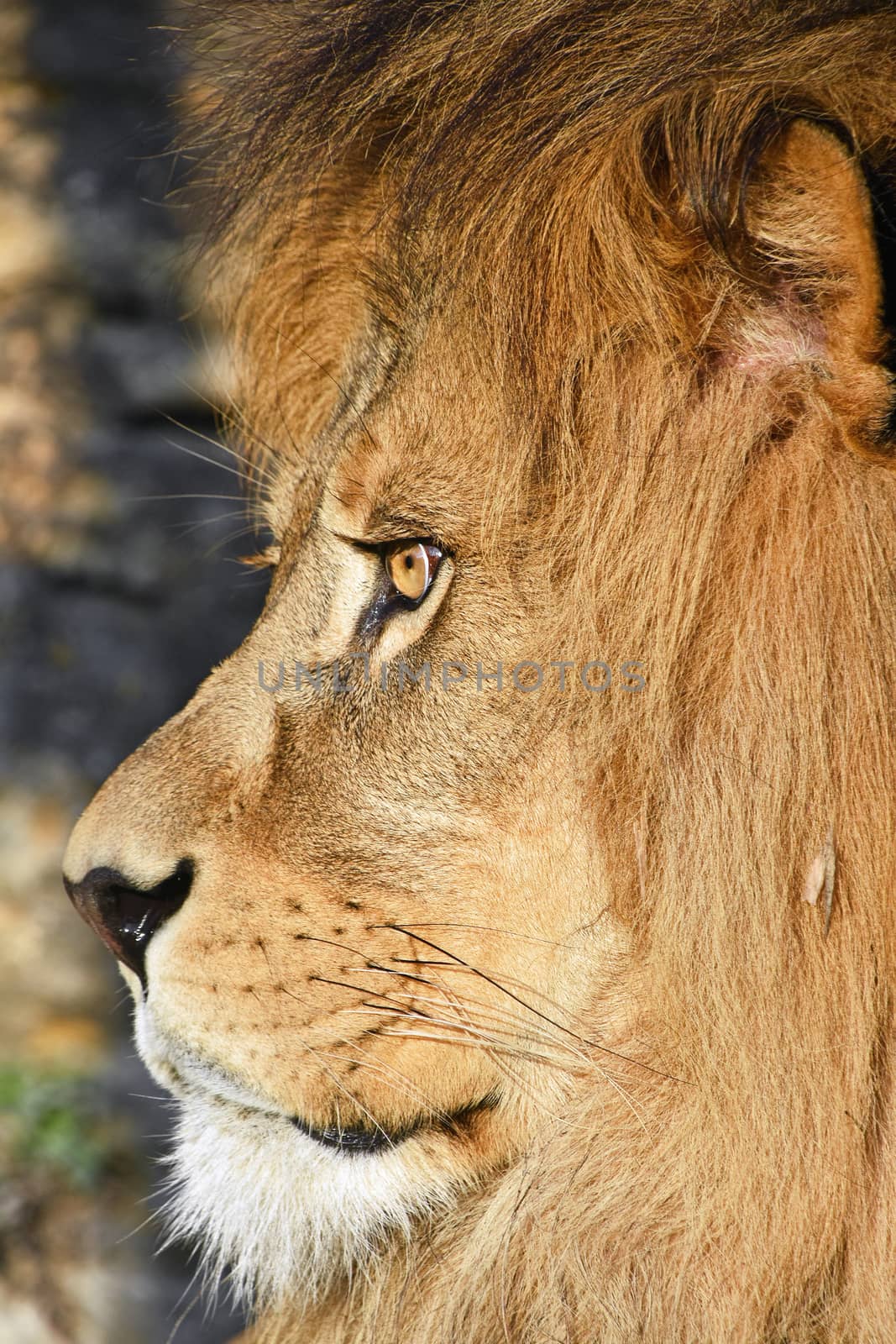 Extreme close up side profile portrait of mature male African lion with beautiful mane, looking away