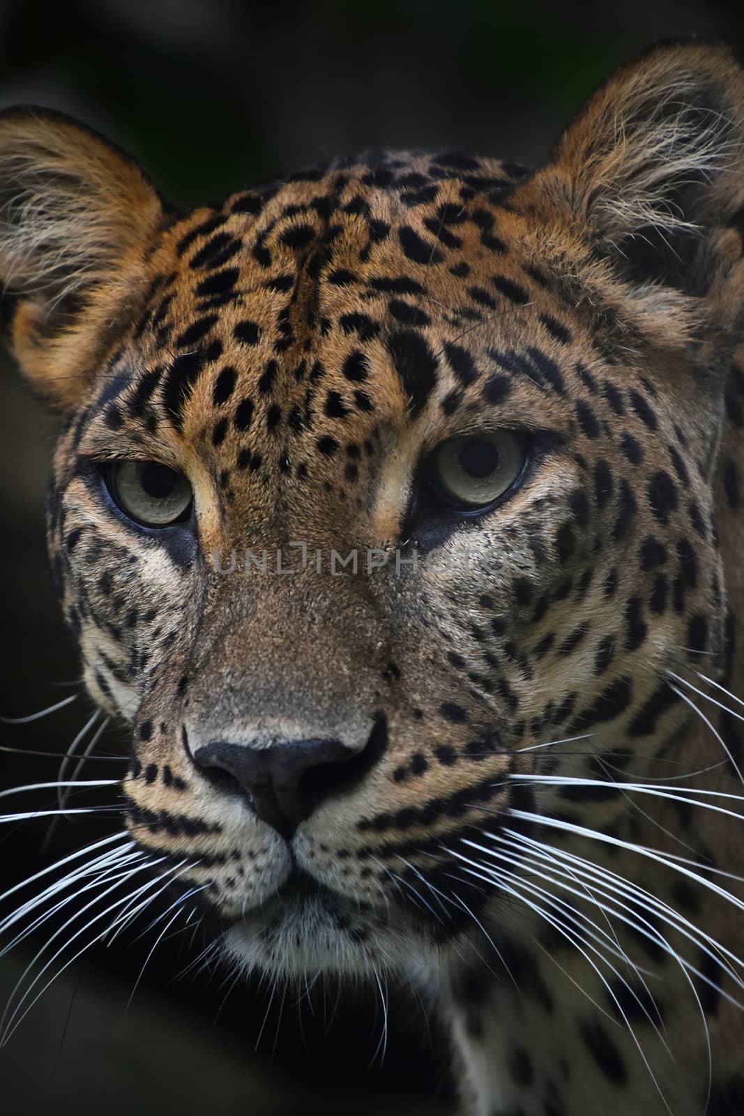 Face to face close up portrait of Persian leopard (Panthera pardus saxicolor) looking at camera, low angle view