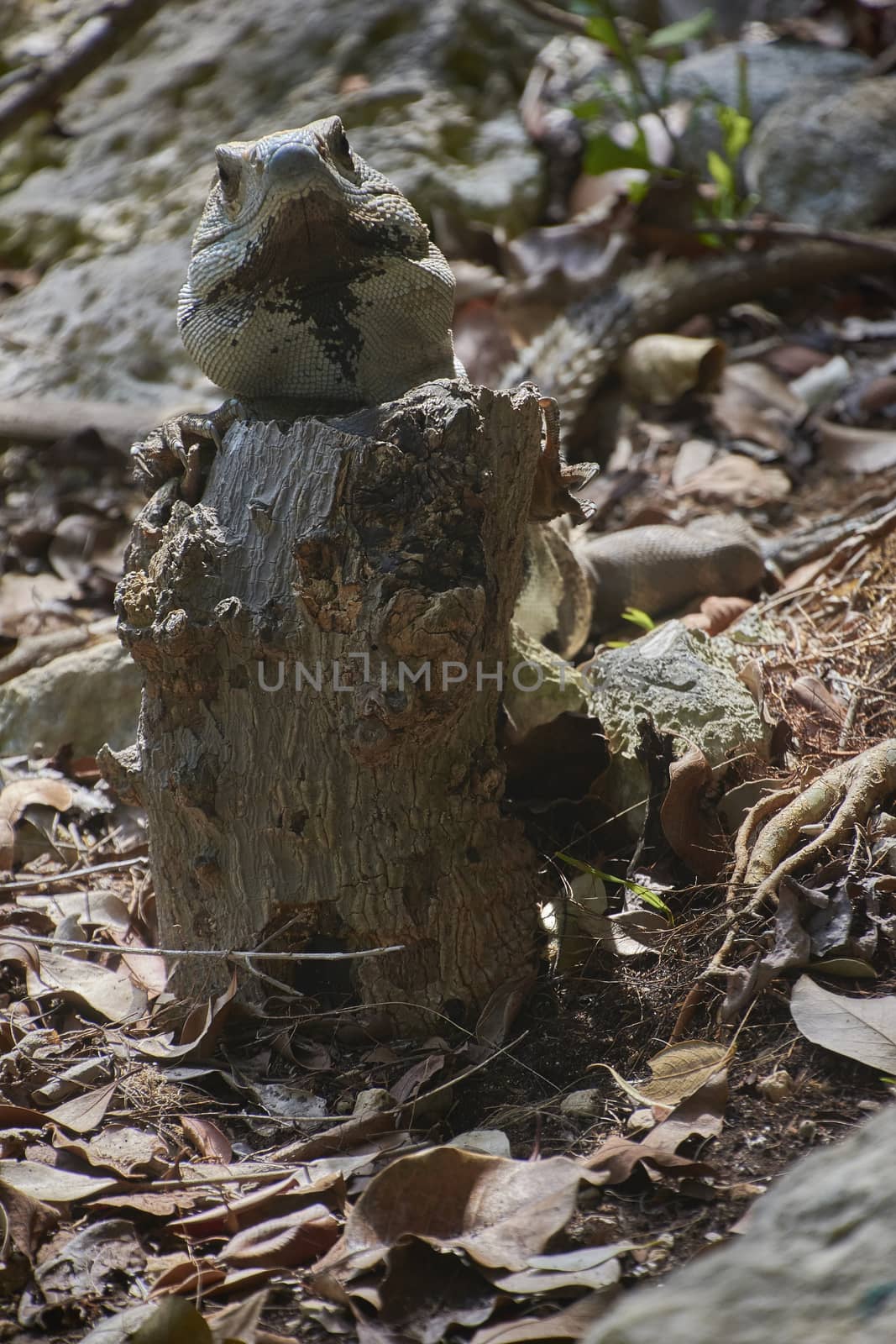 Specimen of a green iguana in its natural habitat resting on a wooden trunk in a glimpse of light.