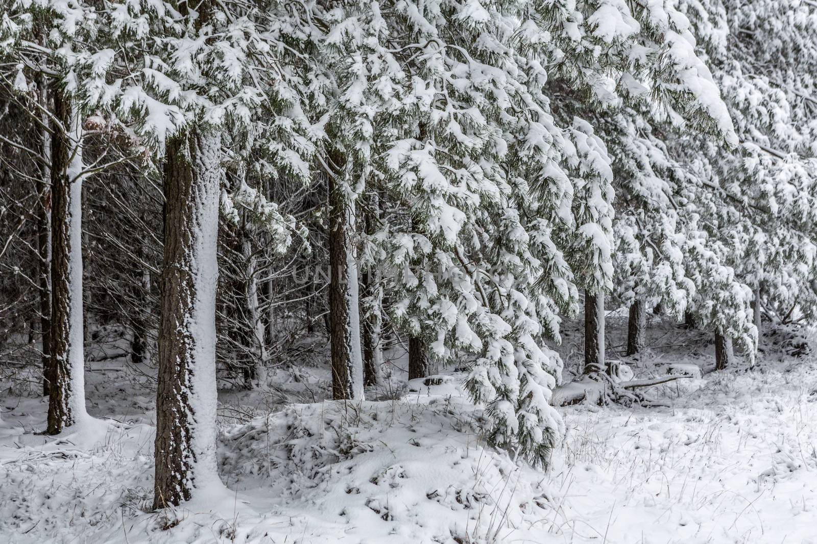 Evergreens covered in fresh snow fall by lovleah