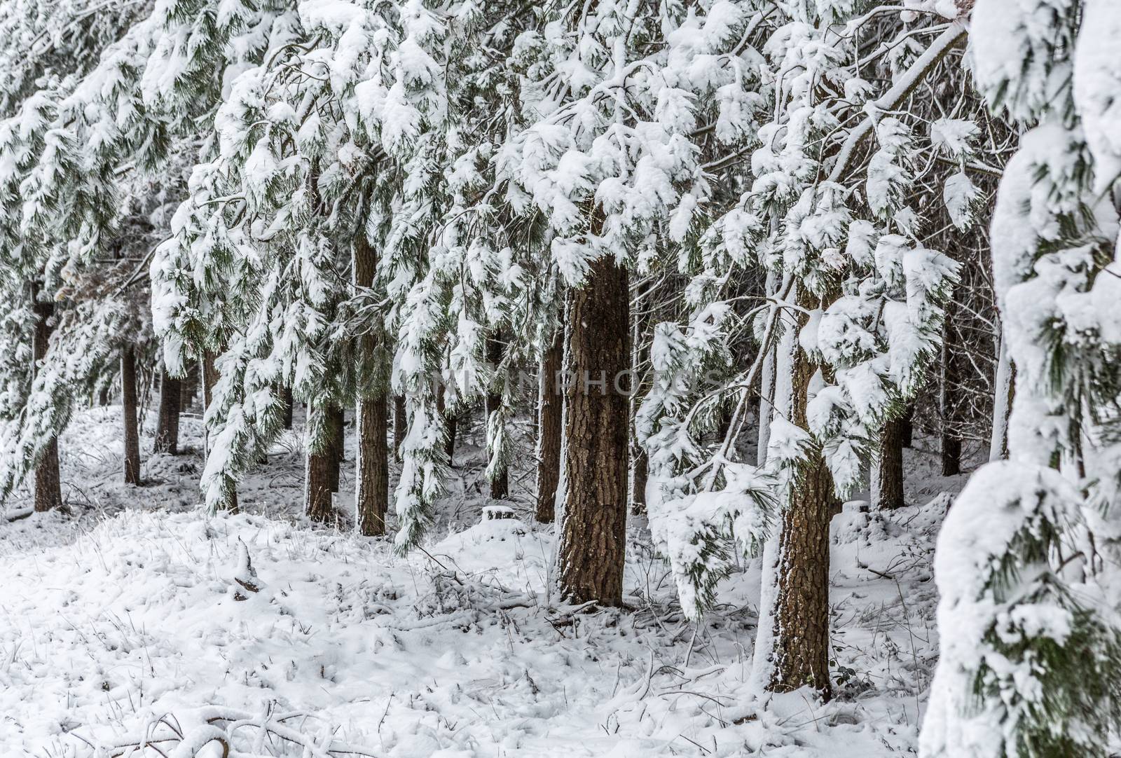 Evergreens covered in fresh snow by lovleah