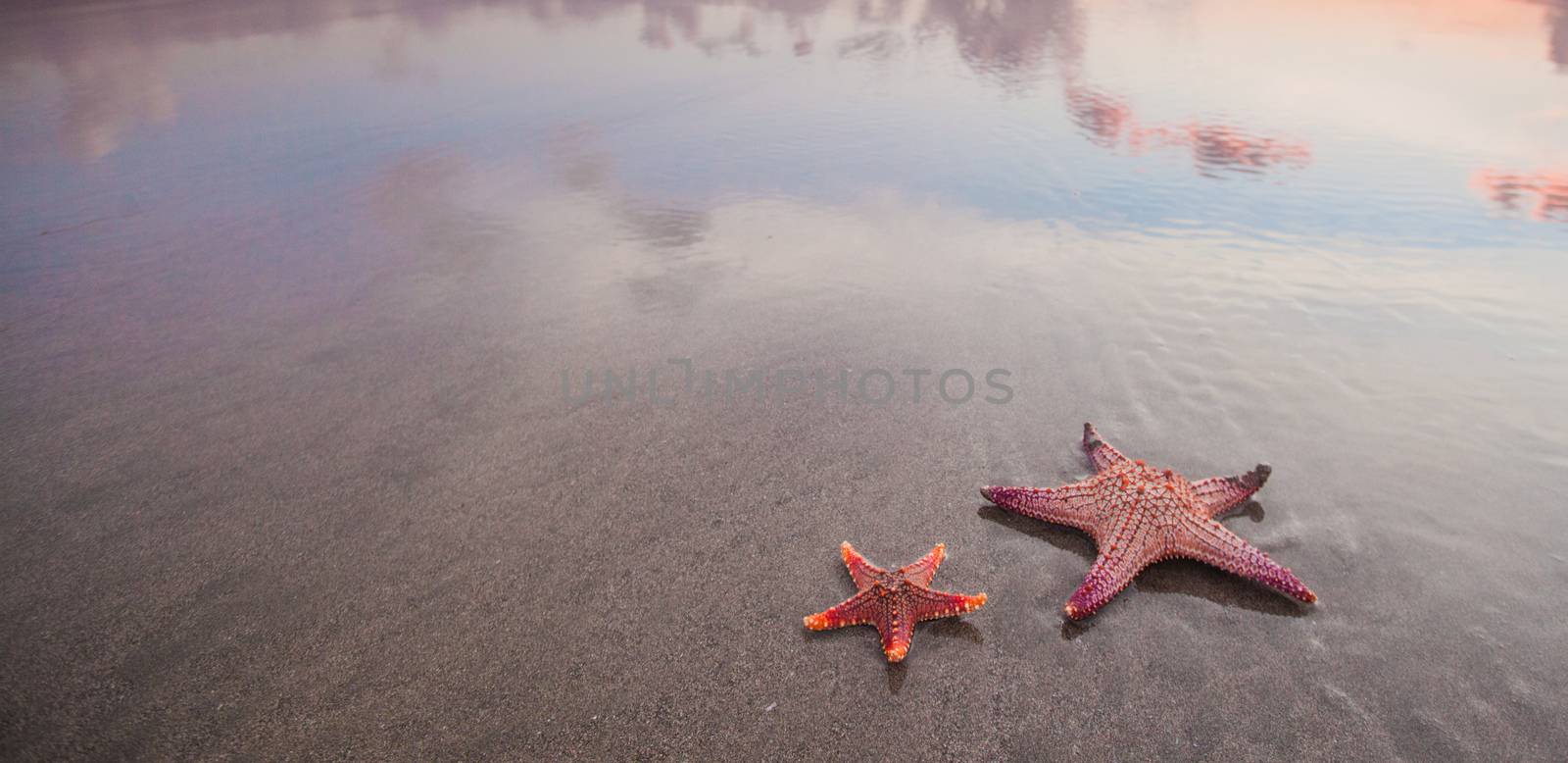 Two starfish on sea beach at sunset, Bali, Seminyak, Double six beach