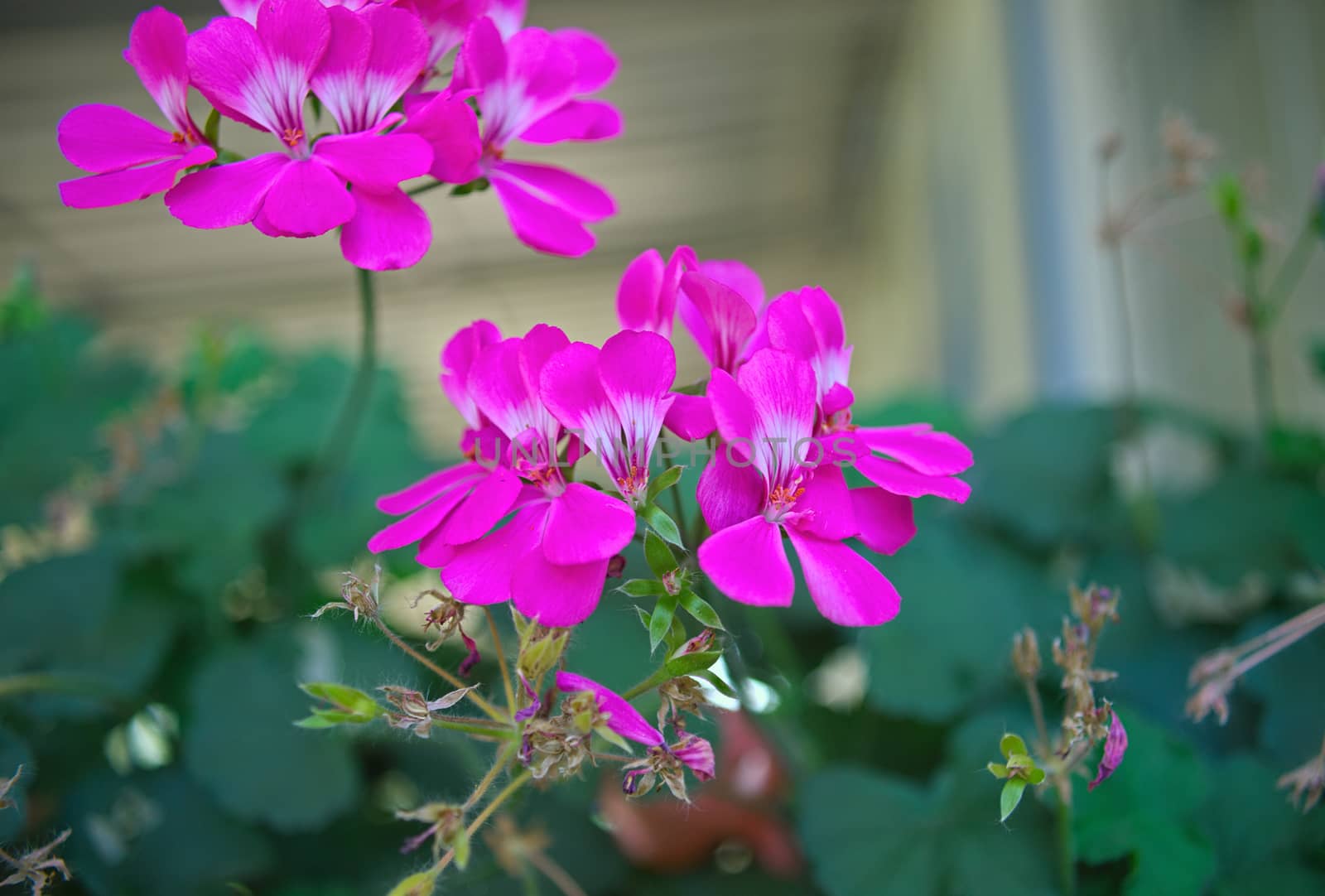 Small houseplant blooming with pink flowers, closeup by sheriffkule