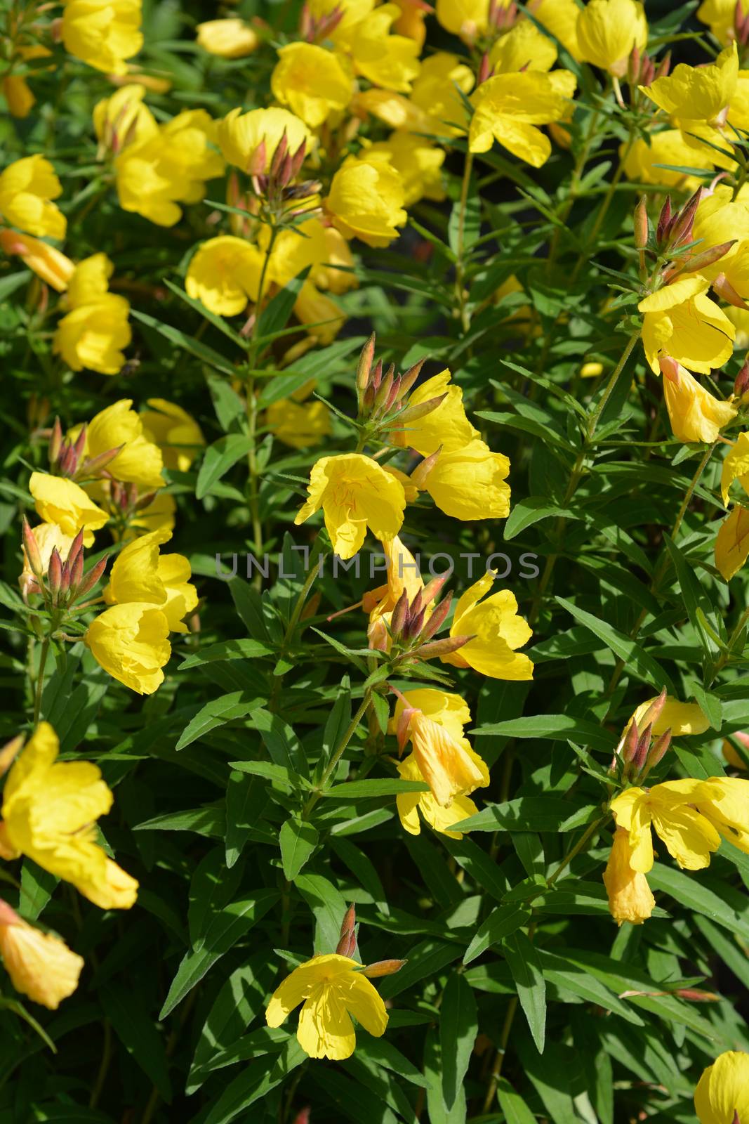 Narrowleaf evening primrose - Latin name - Oenothera fruticosa