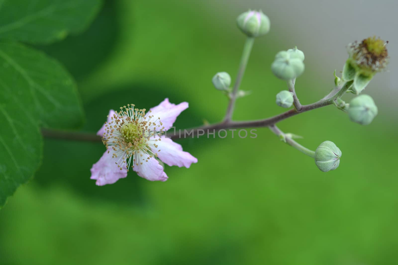Flowering raspberry by nahhan