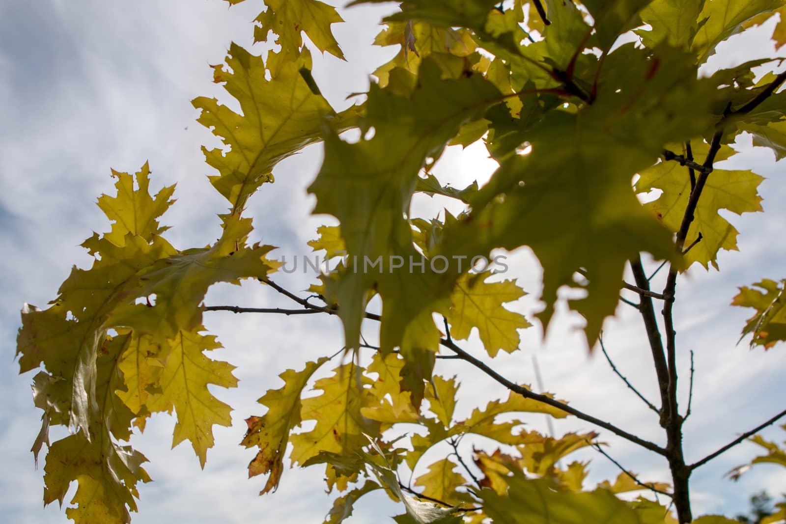 Autumn maple leaves in Sigulda, Latvia. Mapple tree has lobed leaves and colourful autumn foliage.