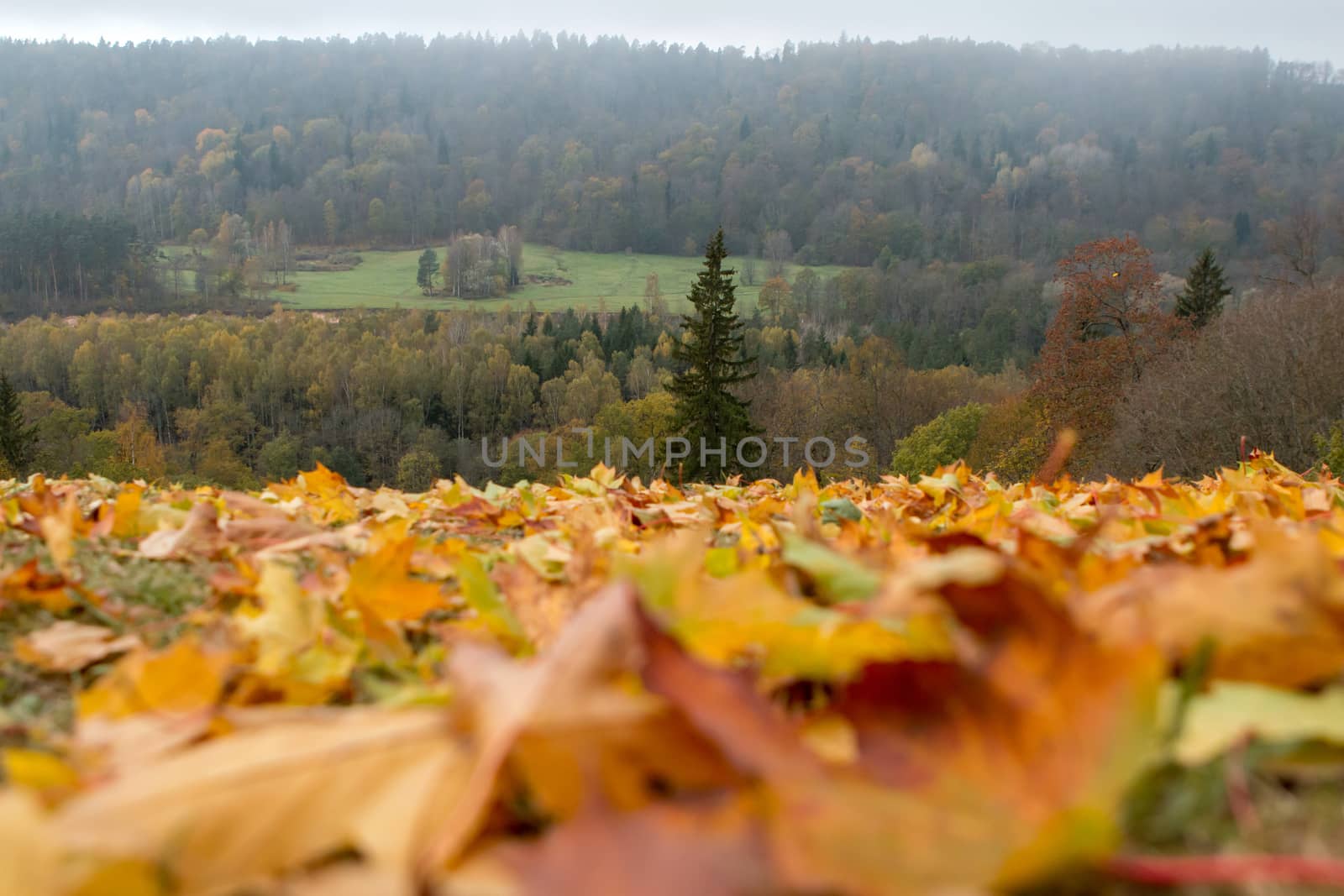 Autumn maple leaves in Sigulda, Latvia. Mapple tree has lobed leaves and colourful autumn foliage.